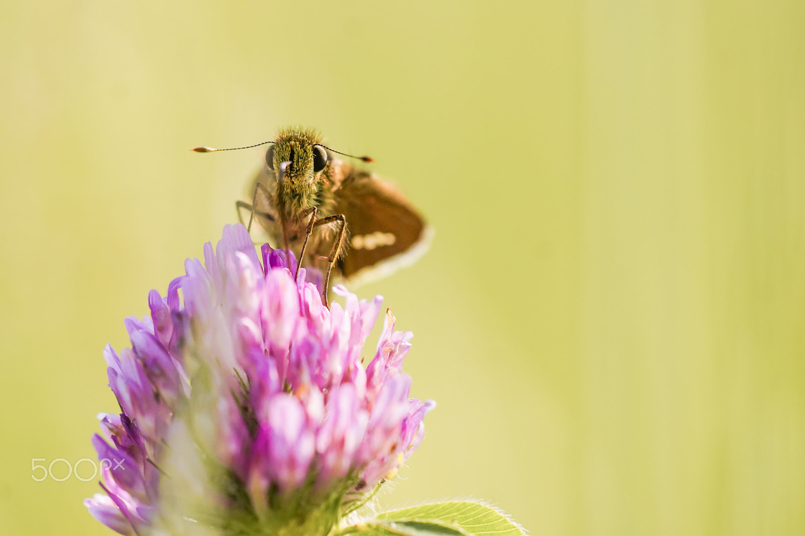 Sony ILCA-77M2 + Minolta AF 100mm F2.8 Macro [New] sample photo. Strait swift photography