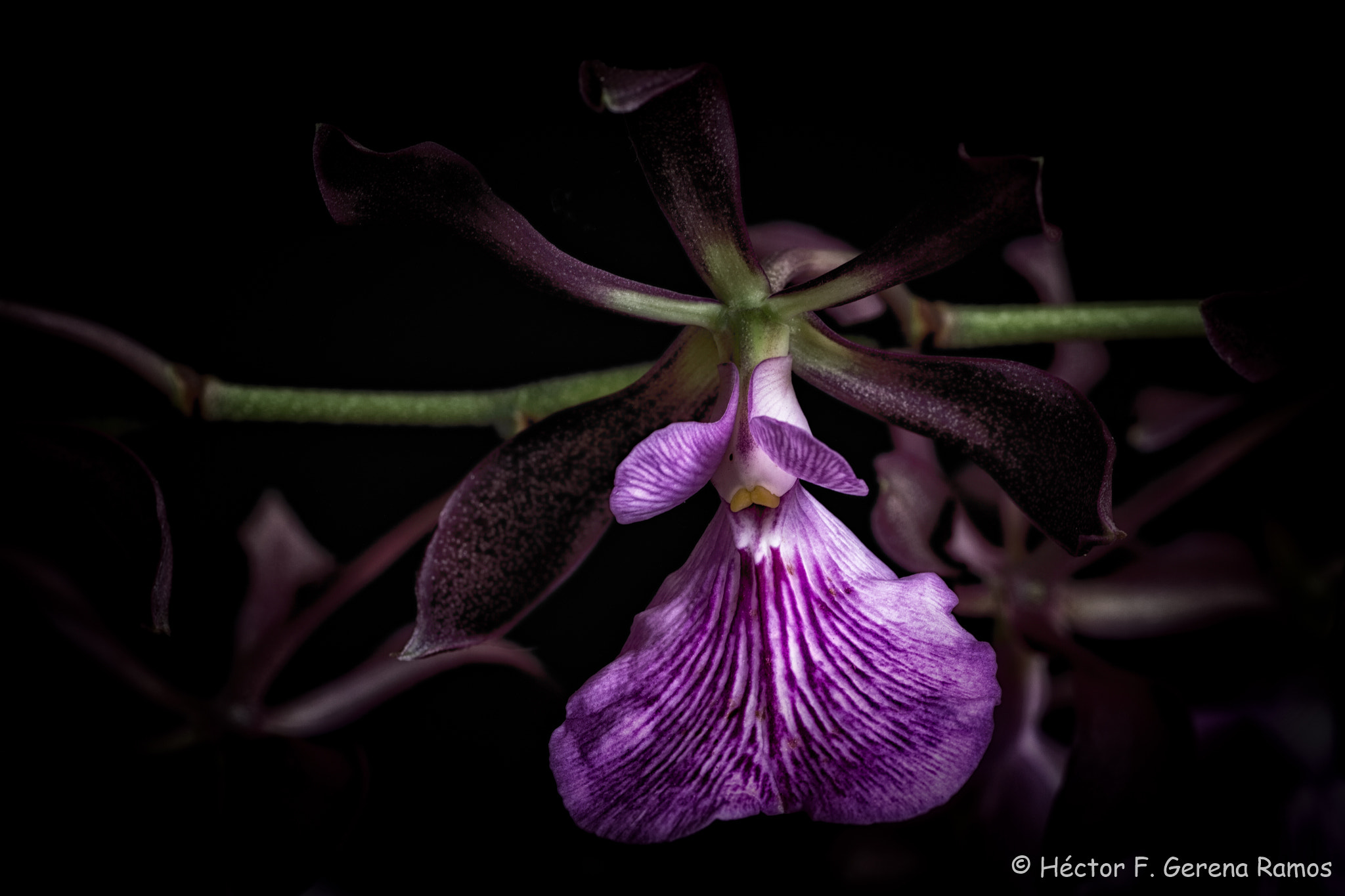Sigma APO Macro 180mm F2.8 EX DG OS HSM sample photo. Spot photography