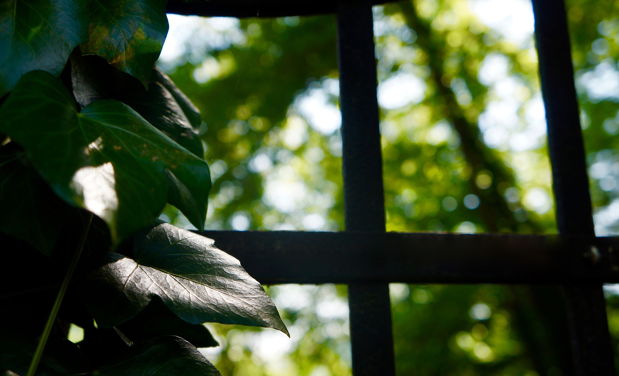 Tamron 18-200mm F3.5-6.3 Di III VC sample photo. #foglie photography