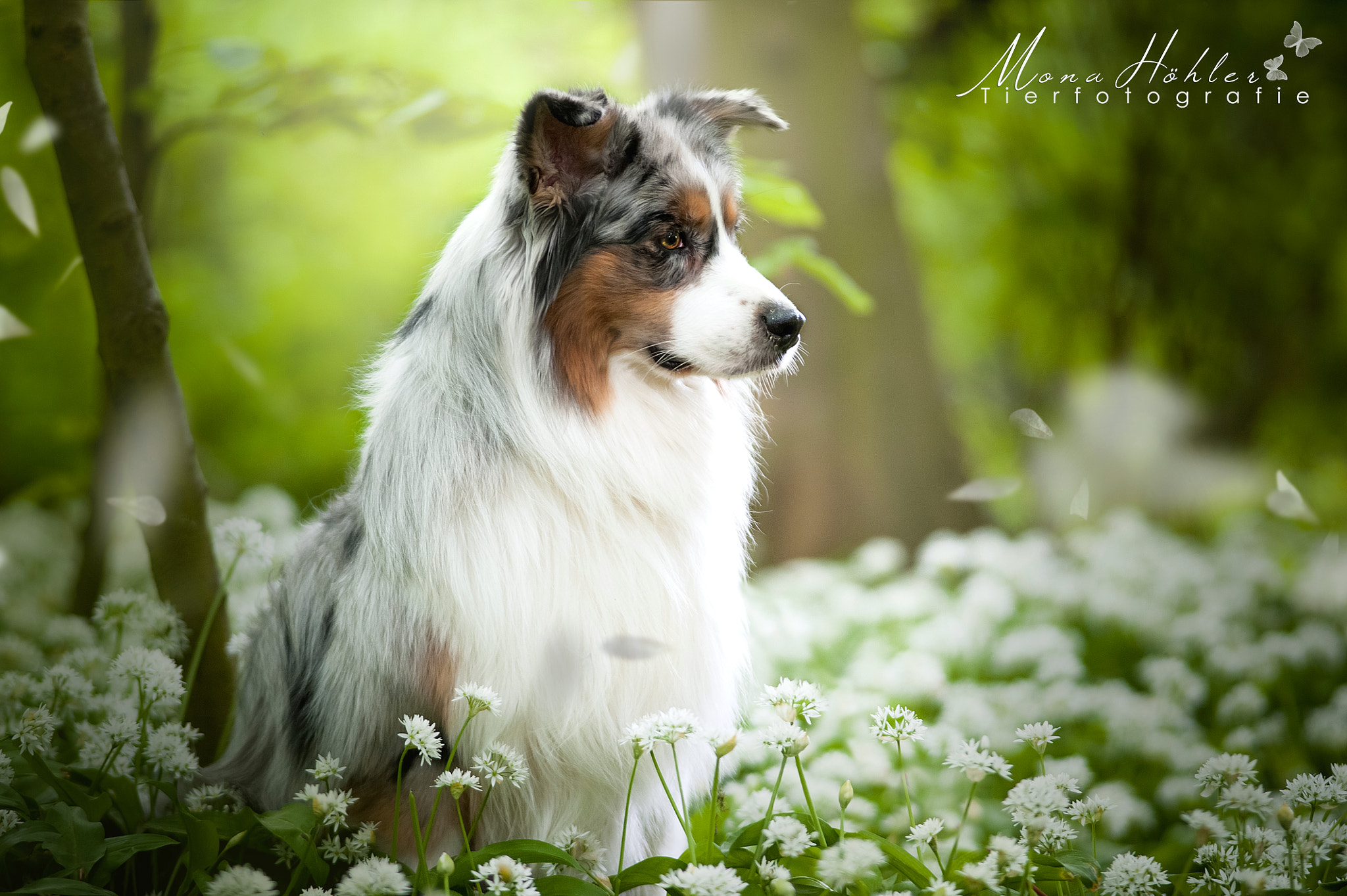Nikon D3 + Nikon AF Nikkor 180mm F2.8D ED-IF sample photo. Australian shepherd photography