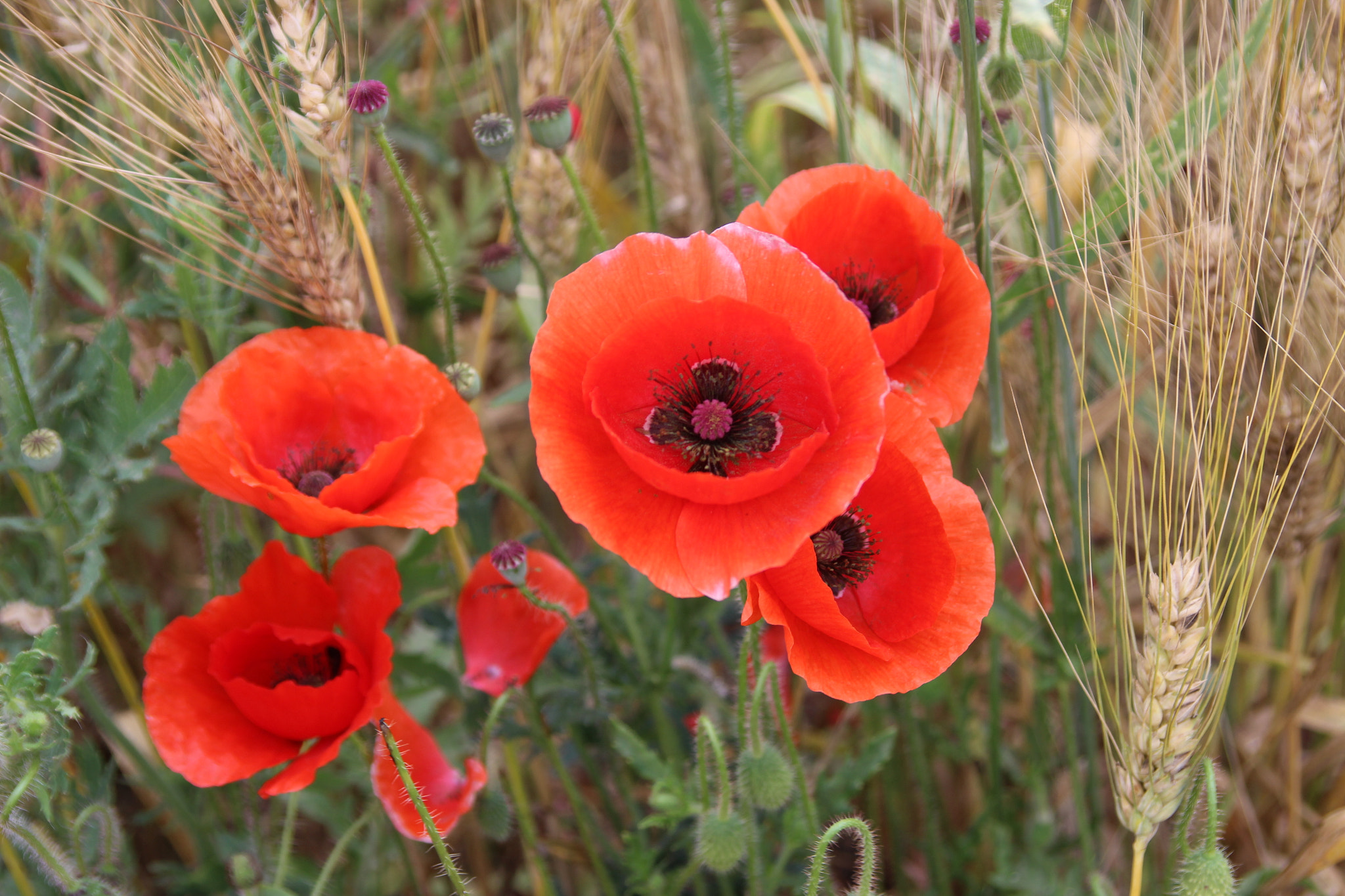 Canon EF 28-105mm F4.0-5.6 USM sample photo. Poppy.jpg photography