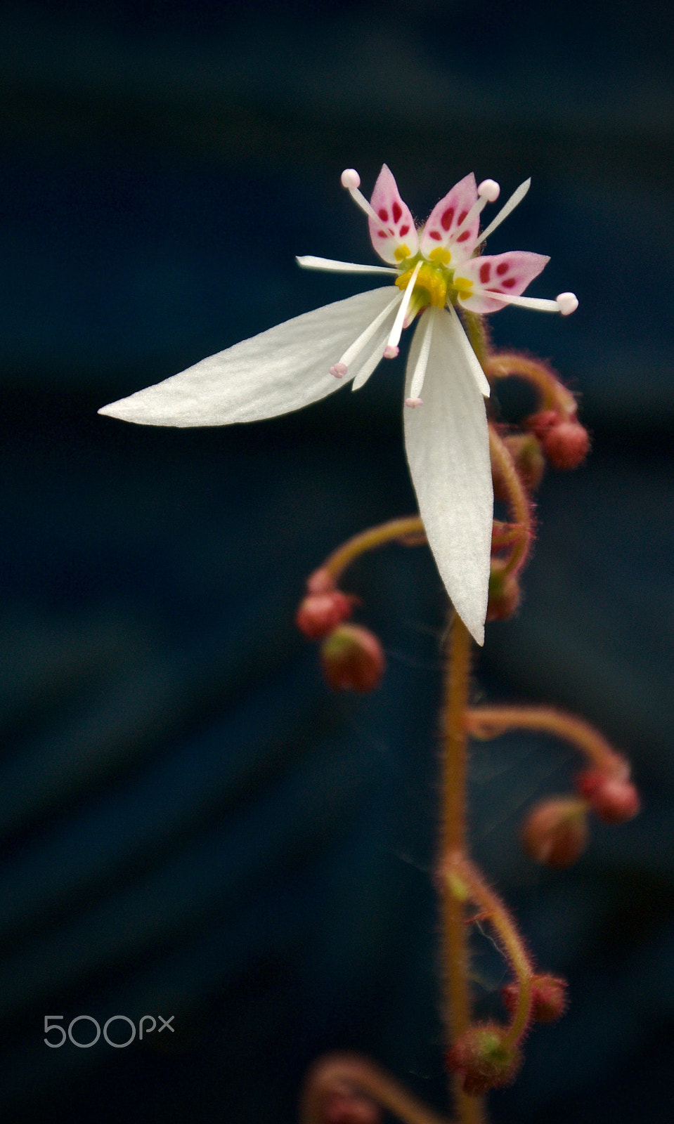 Nikon 1 J2 sample photo. Saxifraga photography