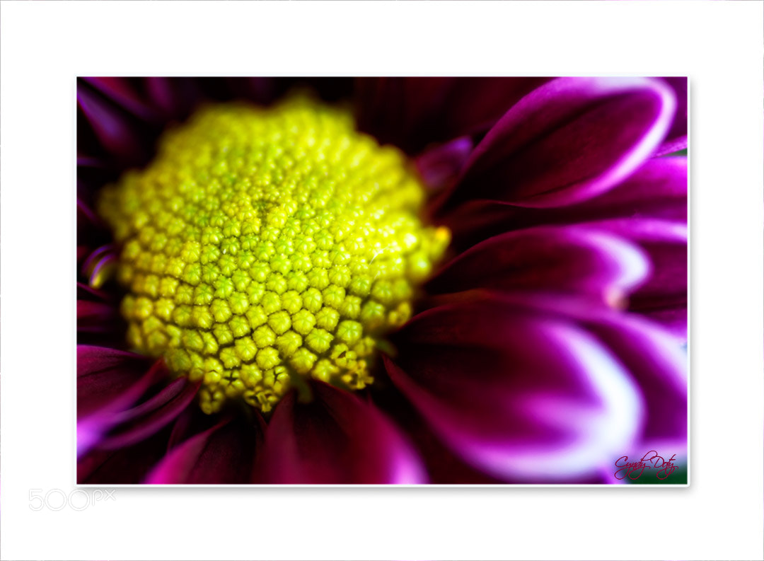 Sigma 70mm F2.8 EX DG Macro sample photo. Untitled photography