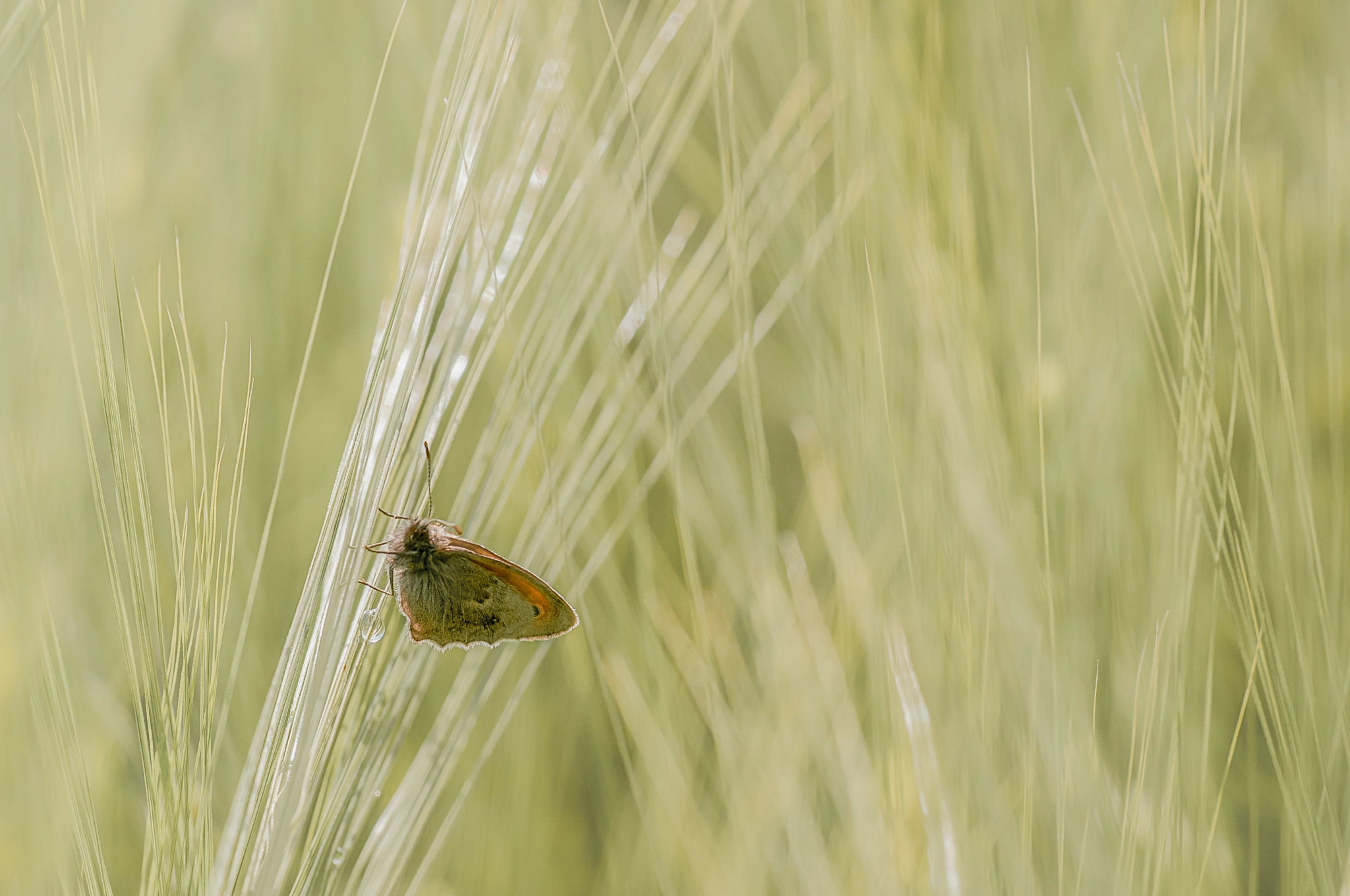 Nikon D300S sample photo. Butterfly photography