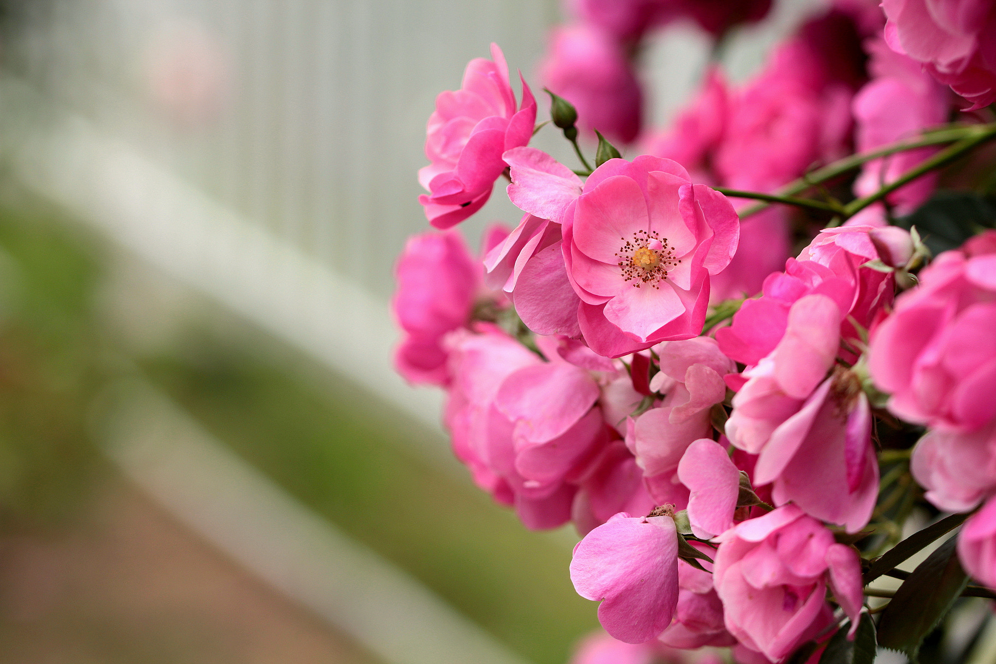 Canon EOS 650D (EOS Rebel T4i / EOS Kiss X6i) sample photo. Rose garden photography
