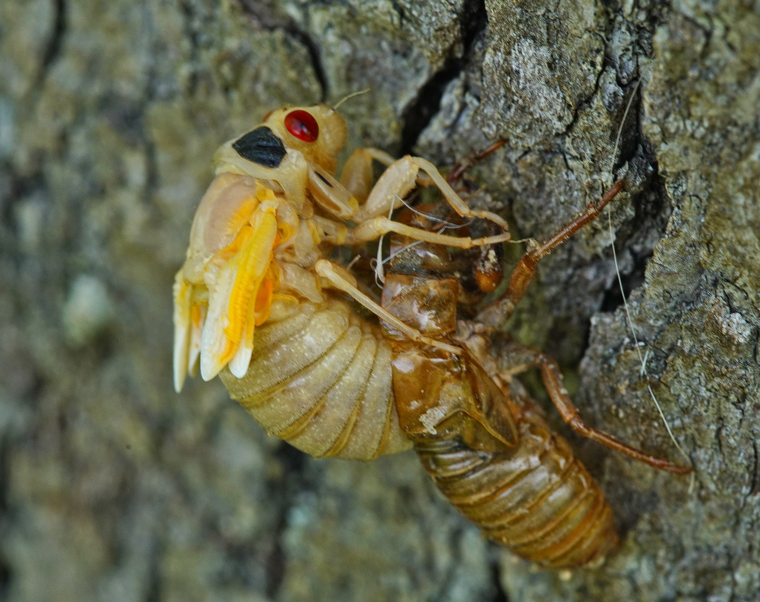 Sony a7R II + 100mm F2.8 SSM sample photo. Almost! cicada 4 photography