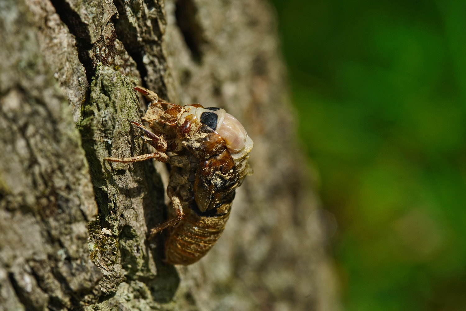 100mm F2.8 SSM sample photo. Cicada emerging  3 photography