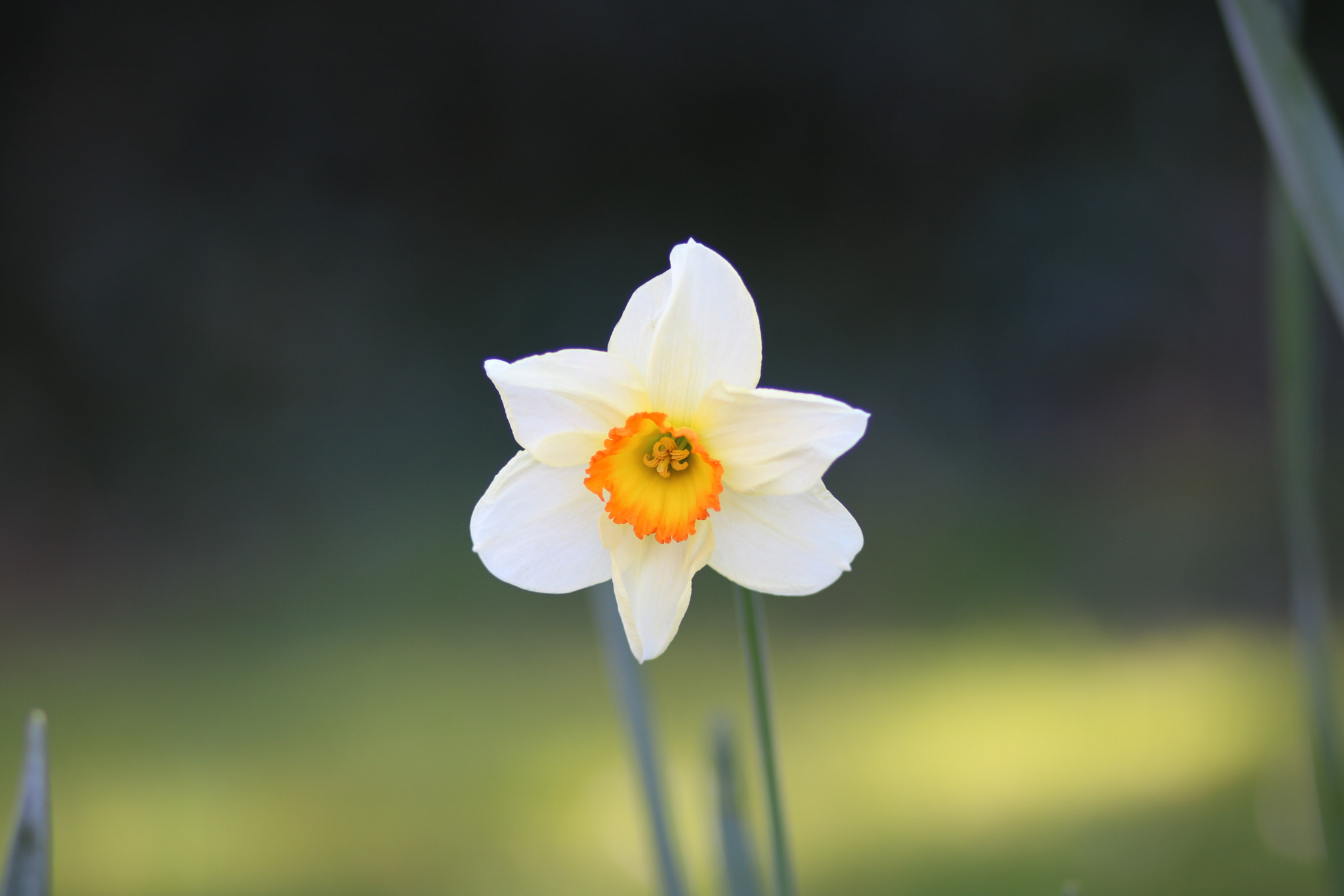 Canon EOS 760D (EOS Rebel T6s / EOS 8000D) + Canon EF 85mm F1.8 USM sample photo. Springtime photography