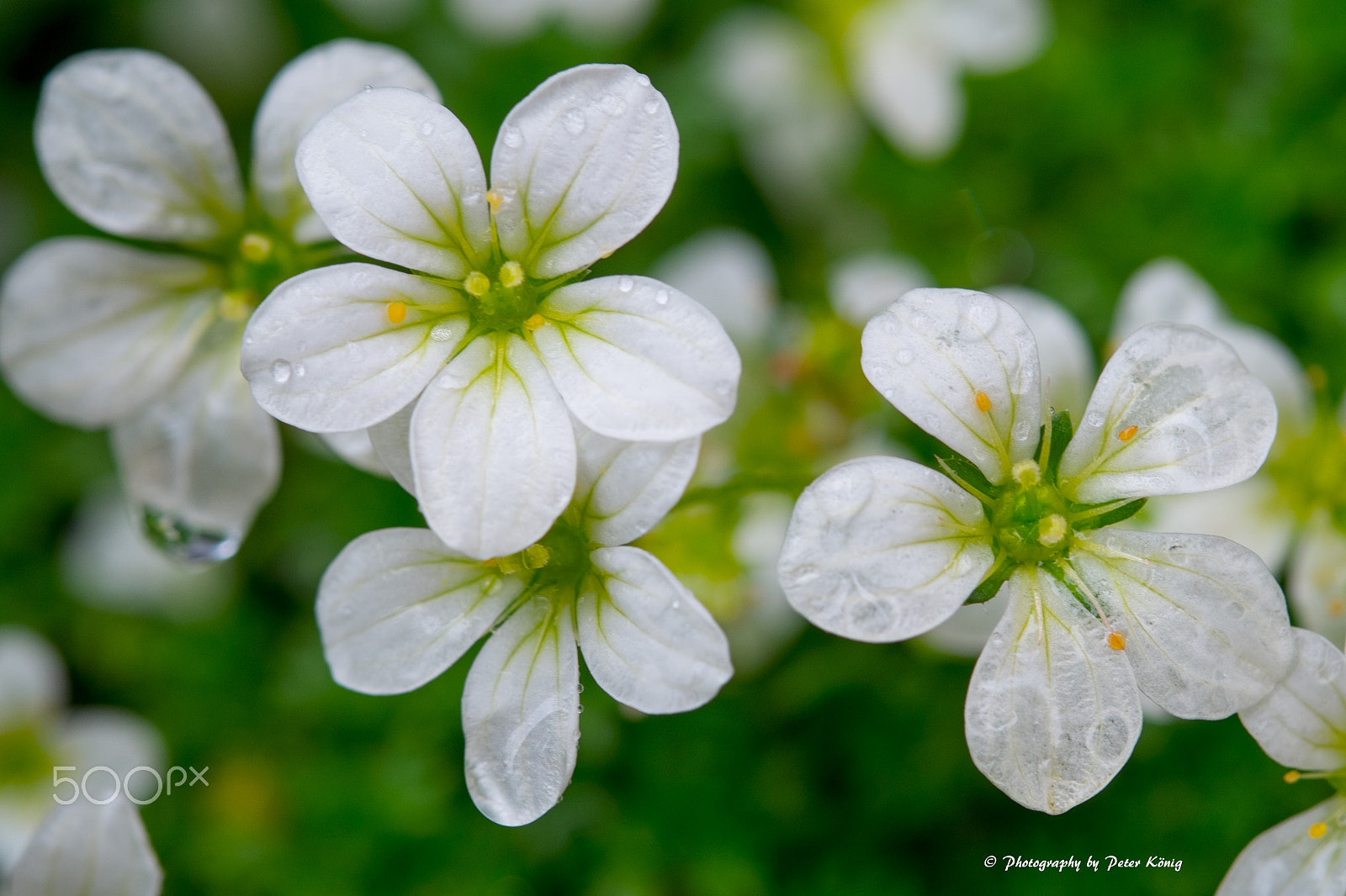 Fujifilm X-M1 + Fujifilm XF 60mm F2.4 R Macro sample photo. Raindrop on flowers photography