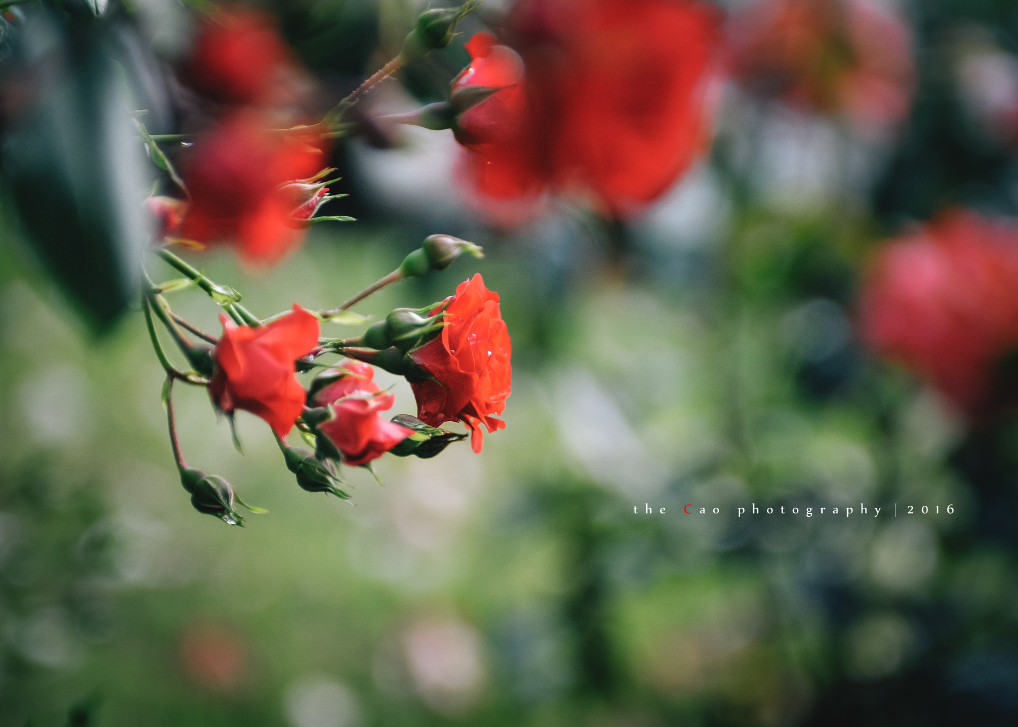Nikon AF-S Nikkor 28-70mm F2.8 ED-IF sample photo. Rose_2016 ***2 photography