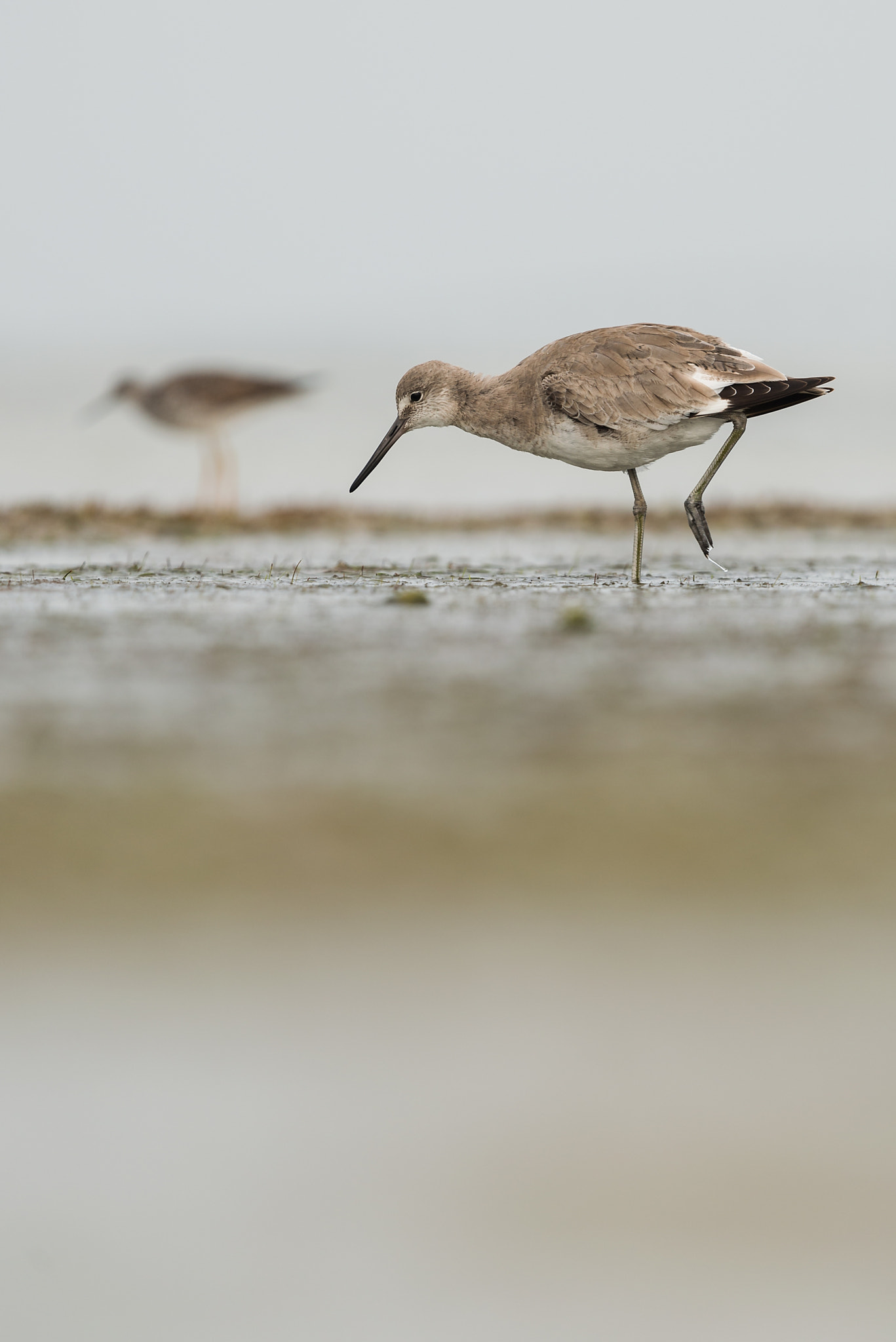Nikon Nikkor AF-S 300mm F4E PF ED VR sample photo. Willet (tringa semipalmata) photography