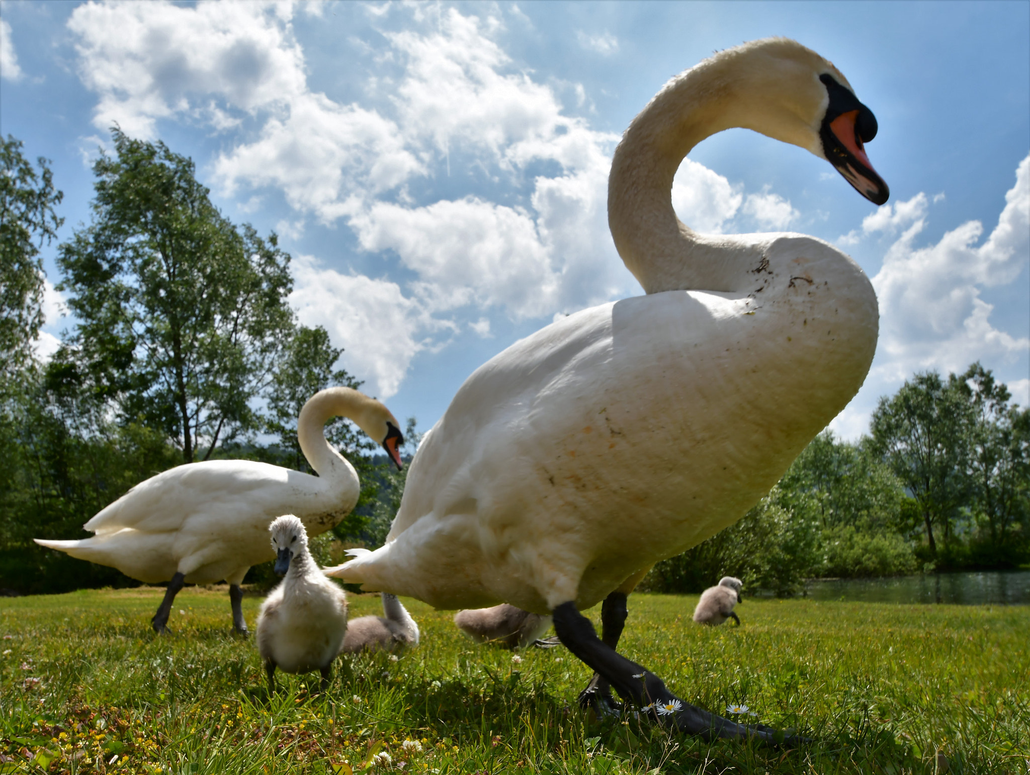 Nikon D500 sample photo. Cignes en palade photography