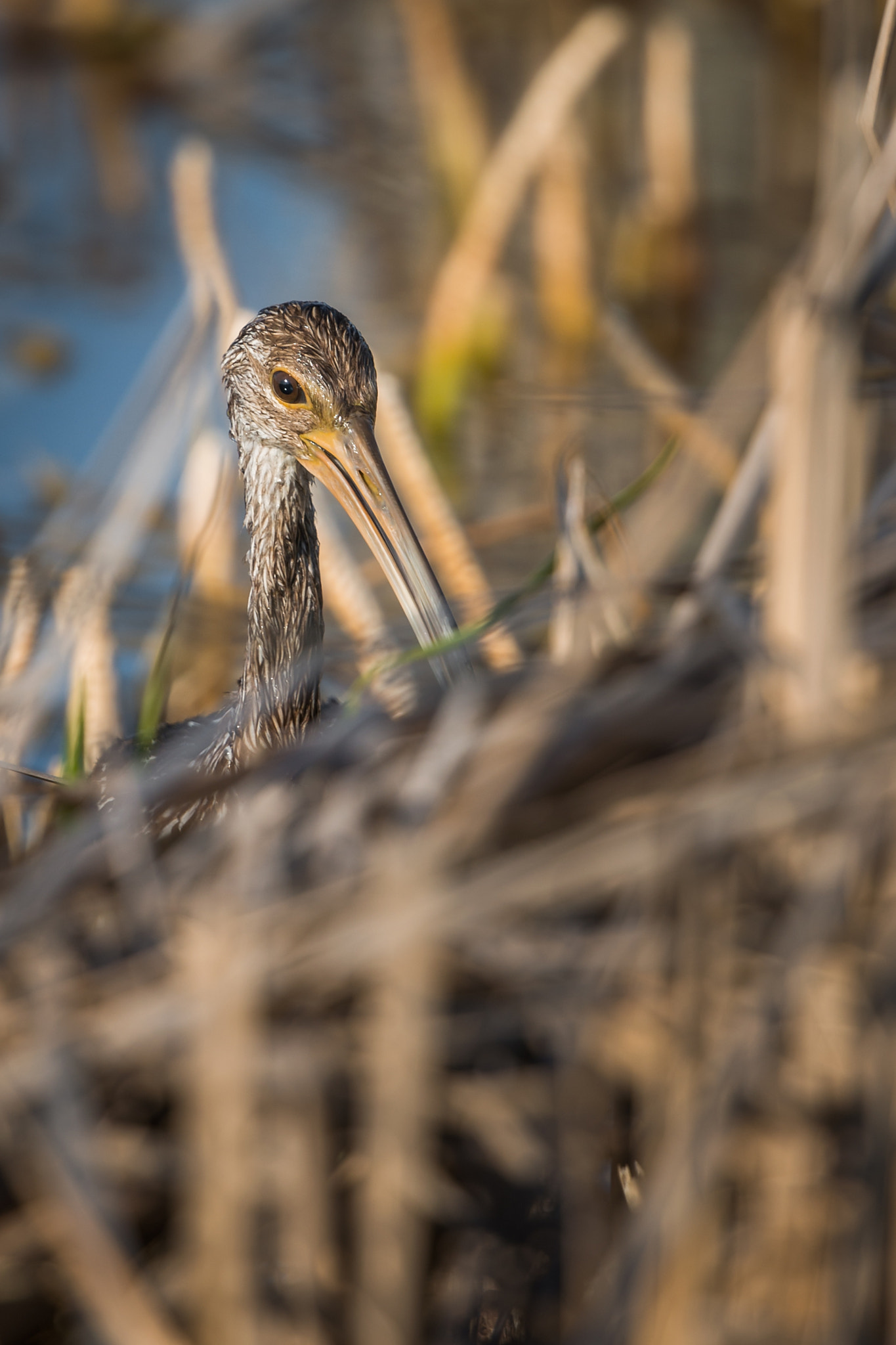 Nikon Nikkor AF-S 300mm F4E PF ED VR sample photo. Hide and seek photography