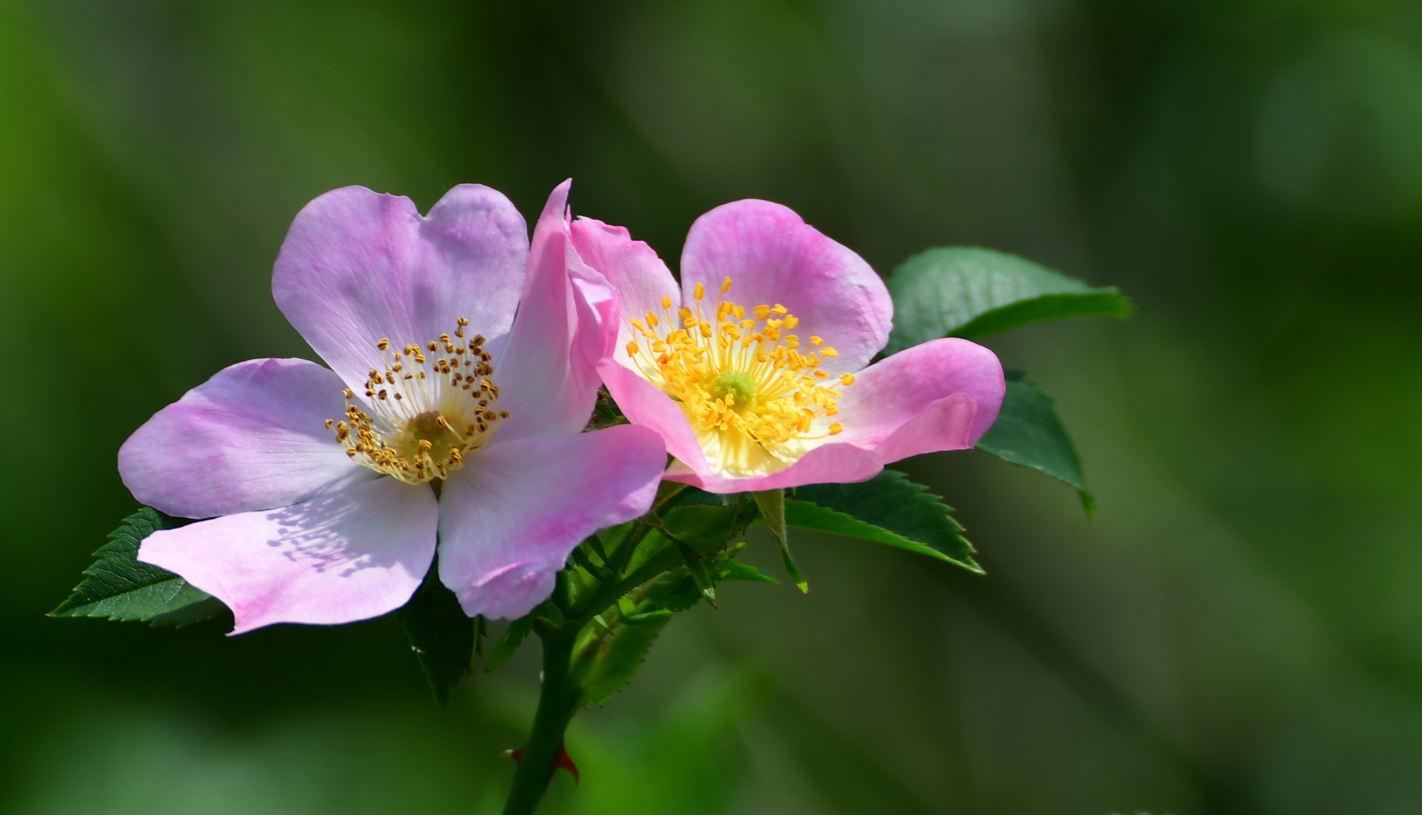 Nikon D500 sample photo. Fleurs de cynorrhodon photography