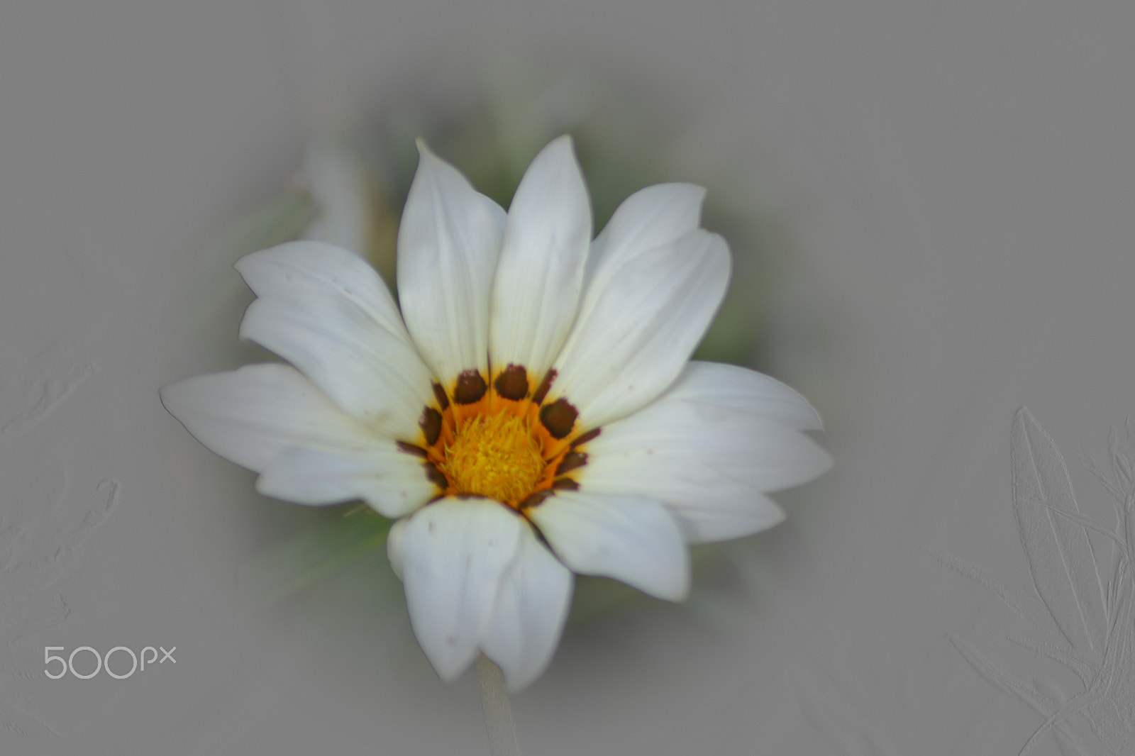 Nikon AF Nikkor 70-300mm F4-5.6G sample photo. Flower photography