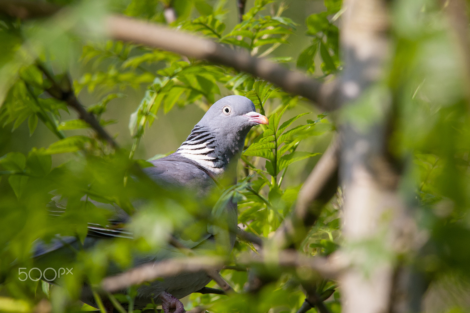 Sigma 150-500mm F5-6.3 DG OS HSM sample photo. I'm watching you photography