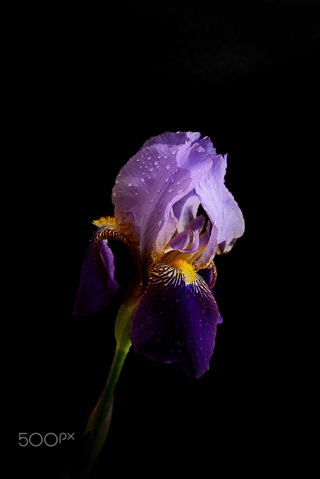 Nikon D800 + Nikon AF Nikkor 105mm F2D DC sample photo. So velvety photography