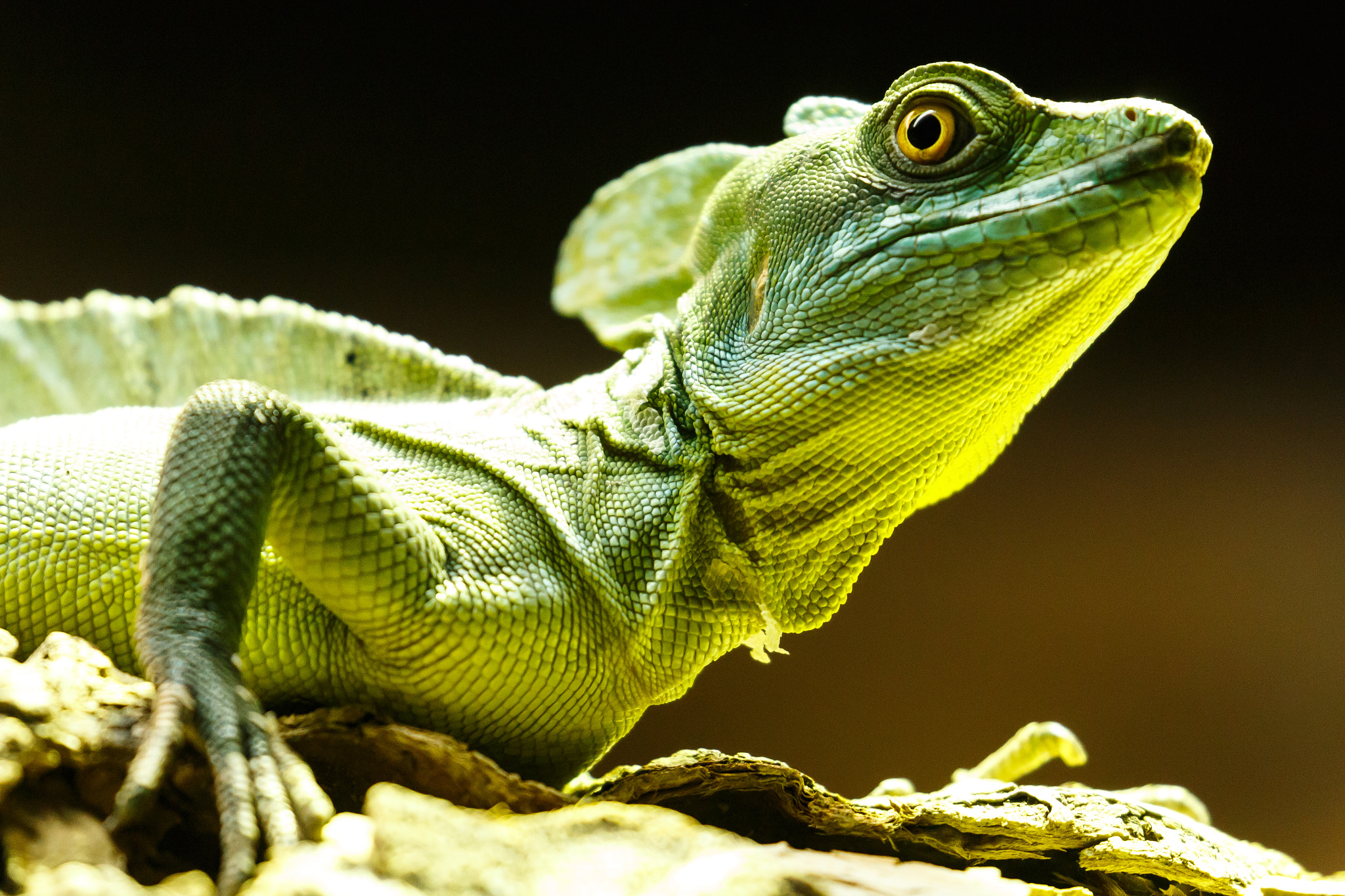 Canon EF 100-400mm F4.5-5.6L IS II USM sample photo. Basiliscus photography