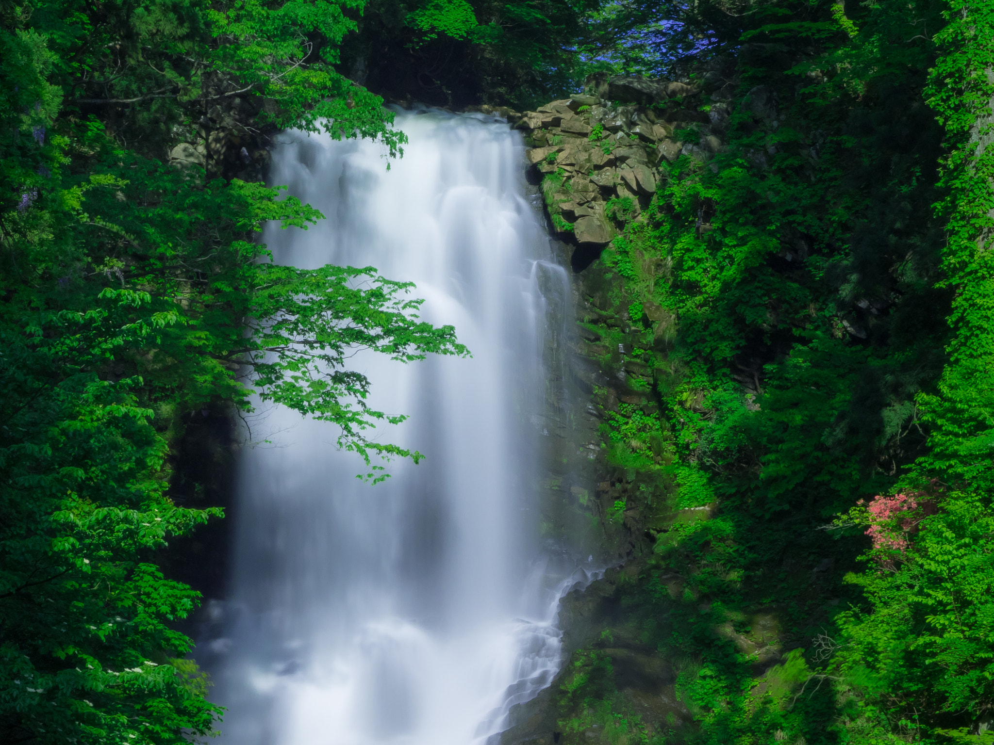 Olympus OM-D E-M1 + OLYMPUS M.12-50mm F3.5-6.3 sample photo. Green leaf falls photography