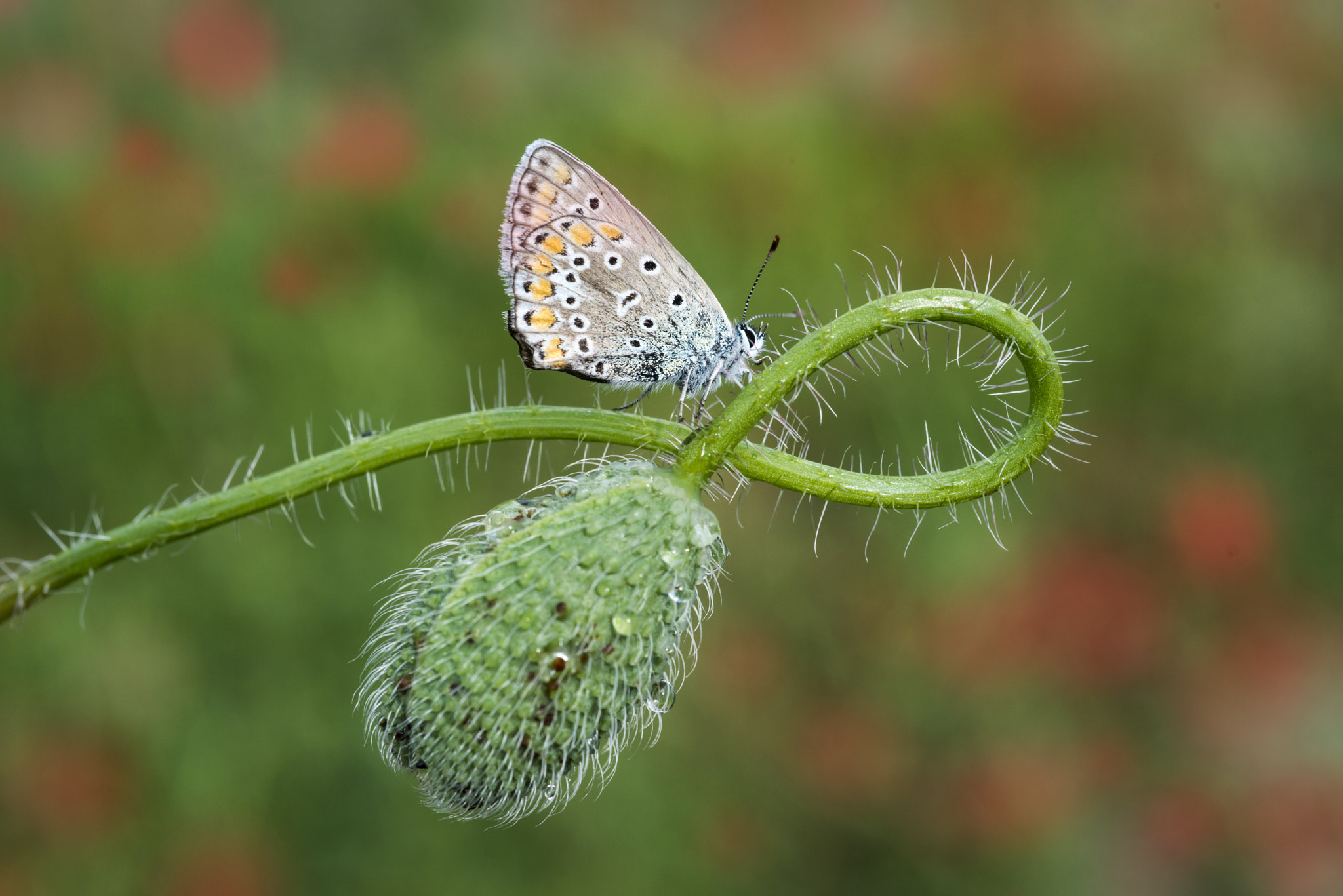 Nikon D800E + Nikon AF Micro-Nikkor 60mm F2.8D sample photo. Butterfly photography