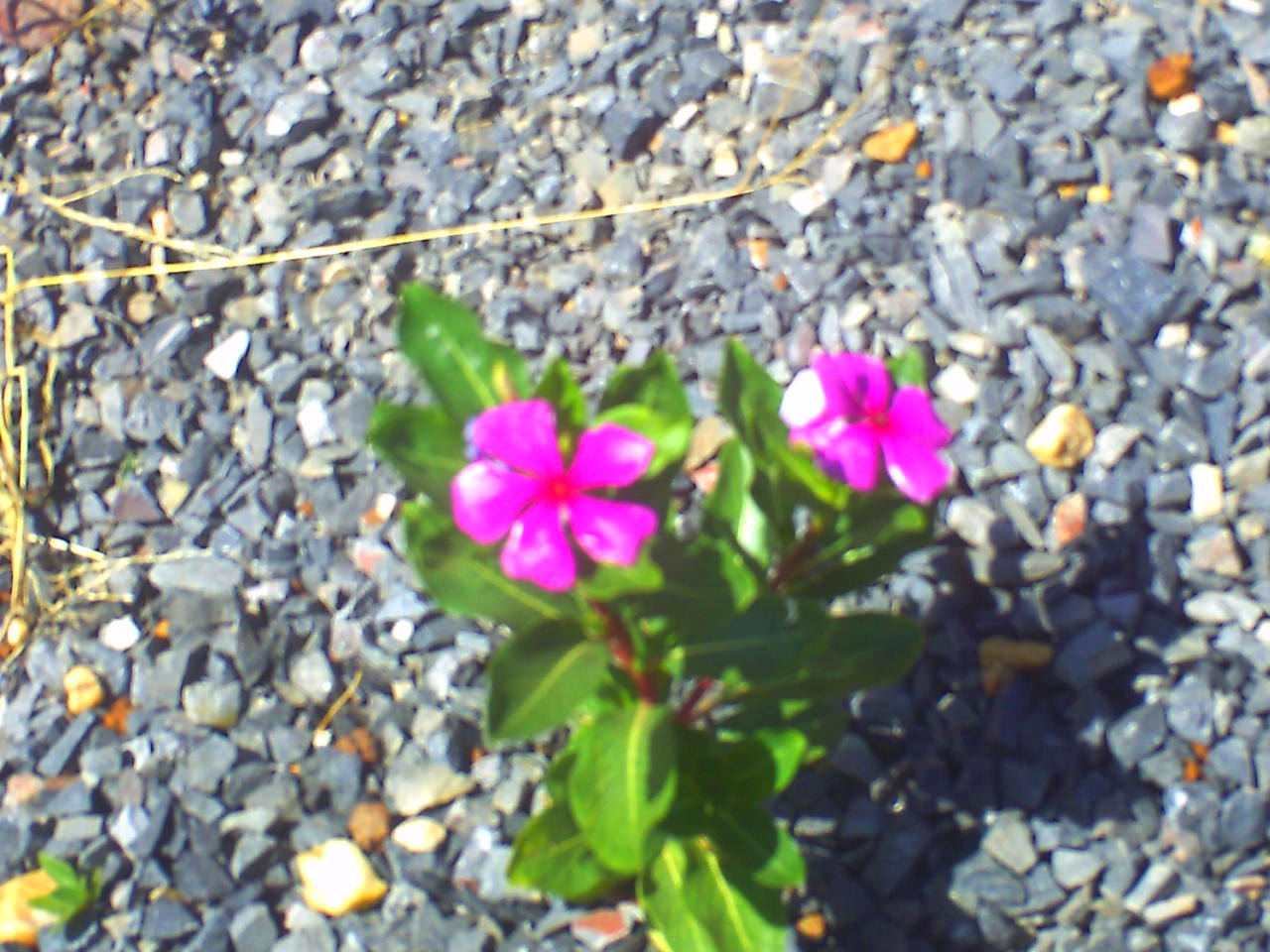 Syntek USB Camera sample photo. � photography