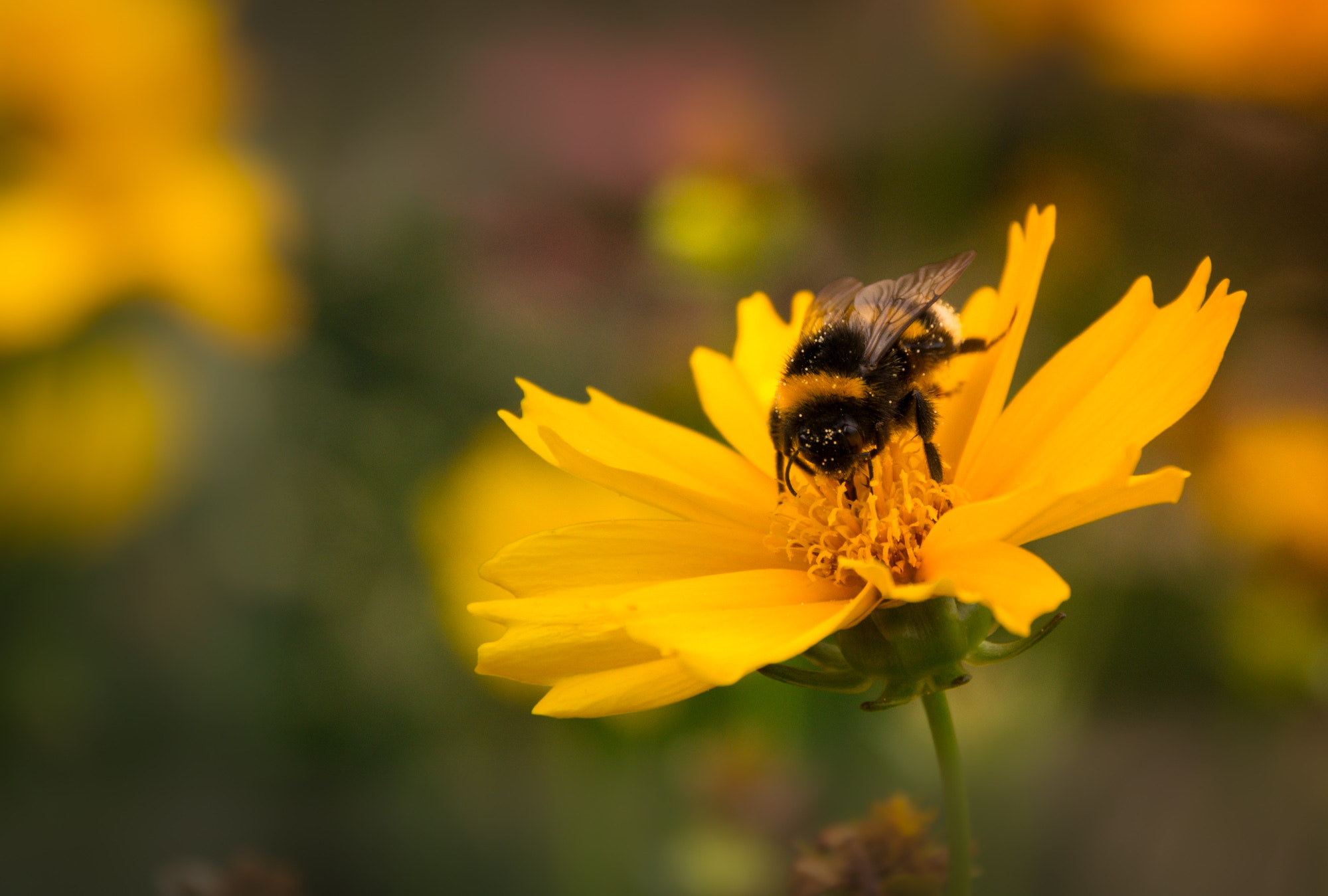 Sony SLT-A57 + Tamron AF 18-200mm F3.5-6.3 XR Di II LD Aspherical (IF) Macro sample photo. The bumblebee photography