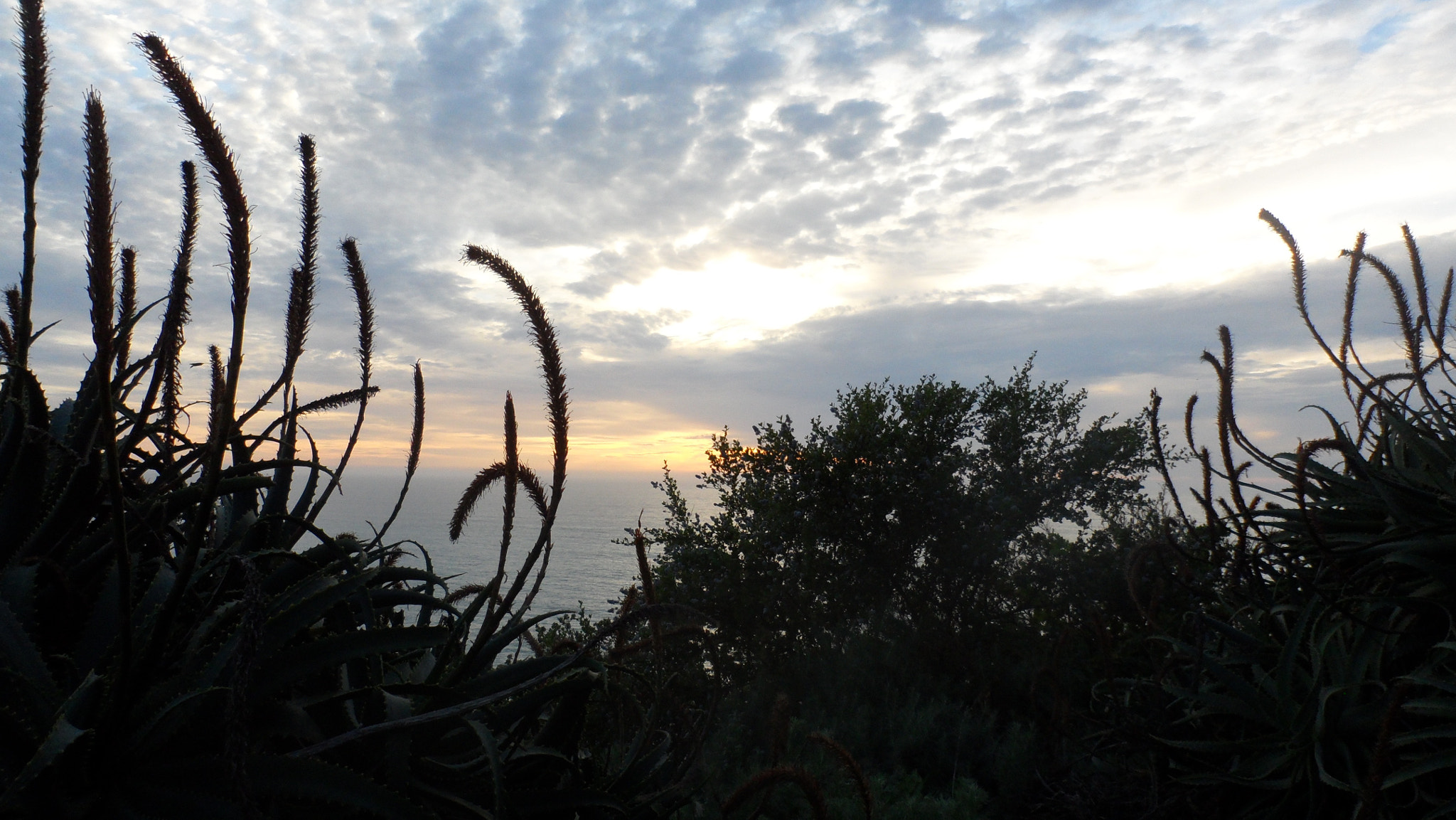 Samsung VLUU SH100, SAMSUNG SH100 sample photo. Flowers and sunset photography