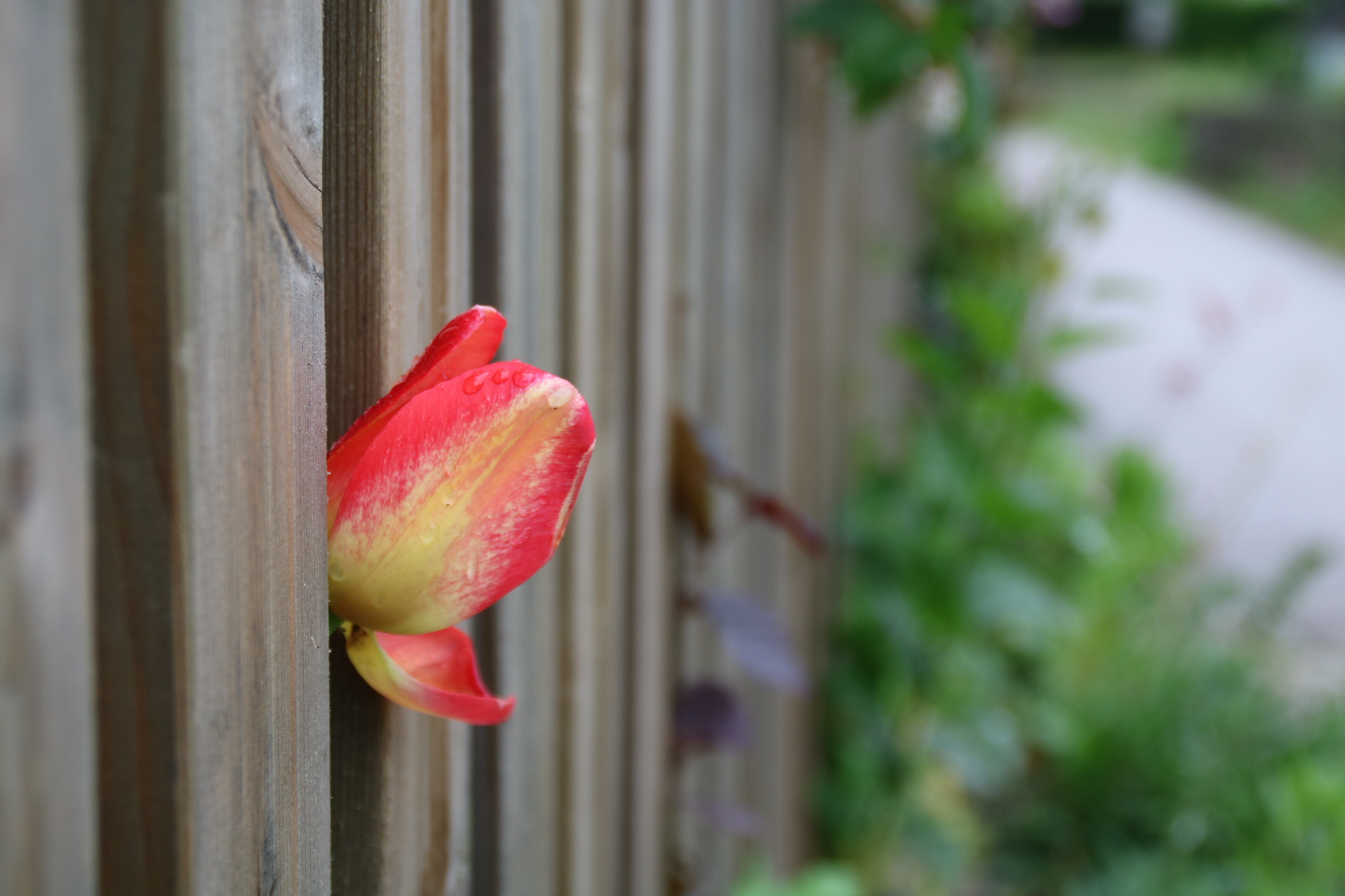 Canon EOS 760D (EOS Rebel T6s / EOS 8000D) sample photo. Tulip photography