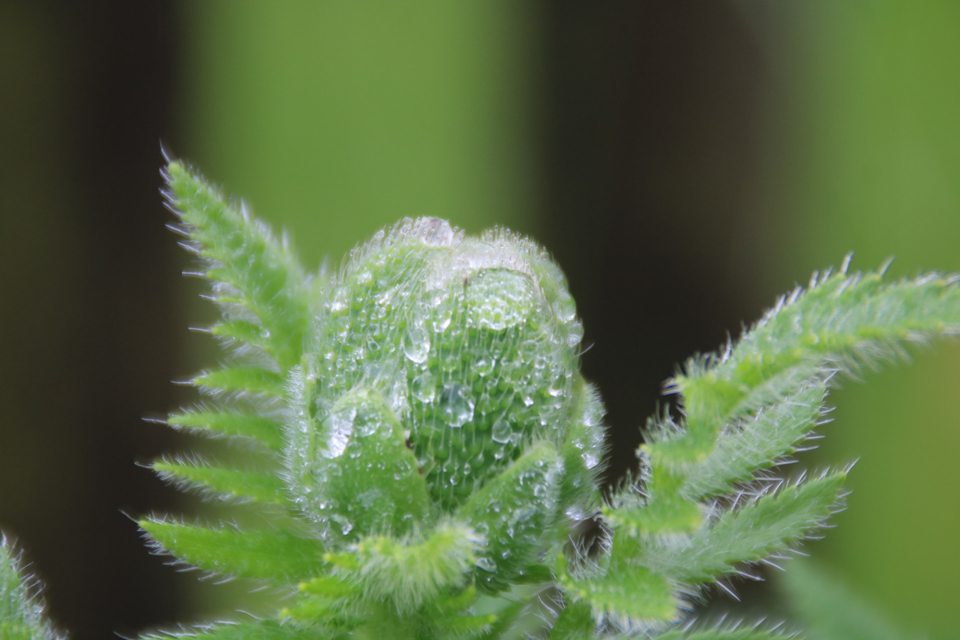 Canon EOS 760D (EOS Rebel T6s / EOS 8000D) sample photo. Waterdrops photography