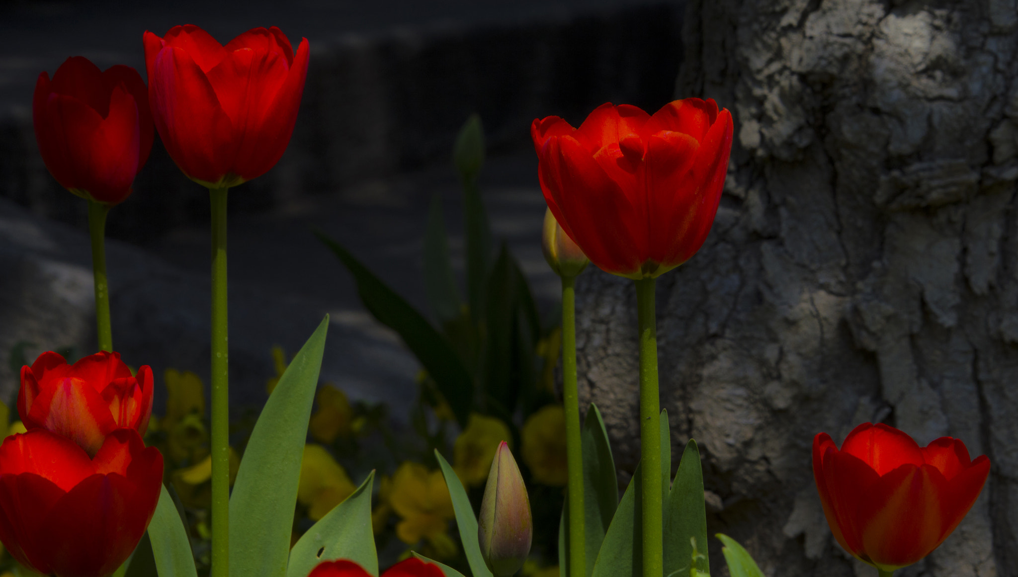 Canon EOS 550D (EOS Rebel T2i / EOS Kiss X4) sample photo. My season ;) photography