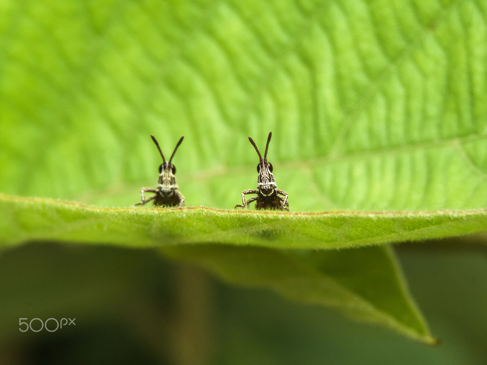 Canon EOS 1000D (EOS Digital Rebel XS / EOS Kiss F) sample photo. Young grasshopper photography