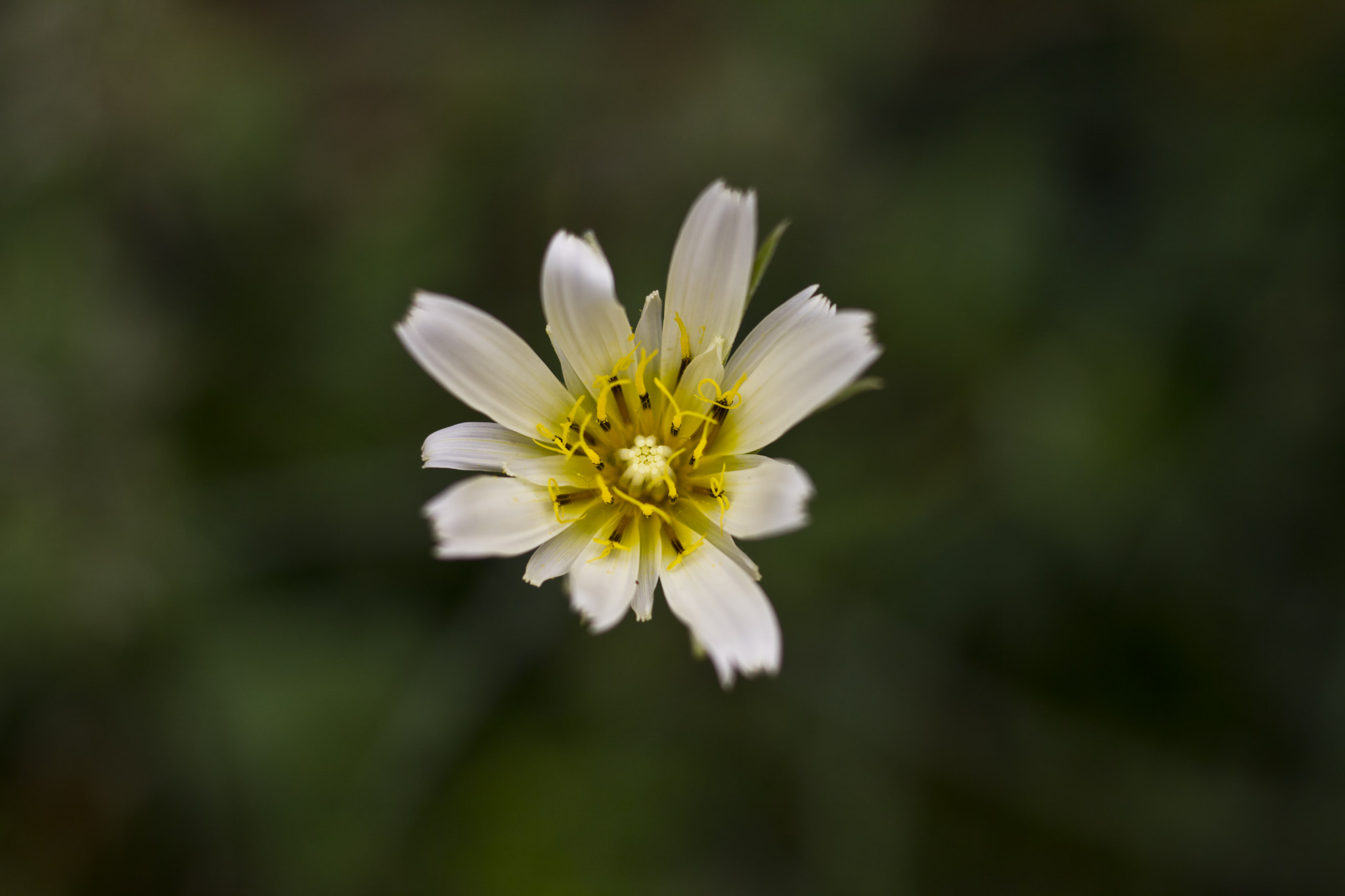 Canon EOS 550D (EOS Rebel T2i / EOS Kiss X4) sample photo. My season ;) photography