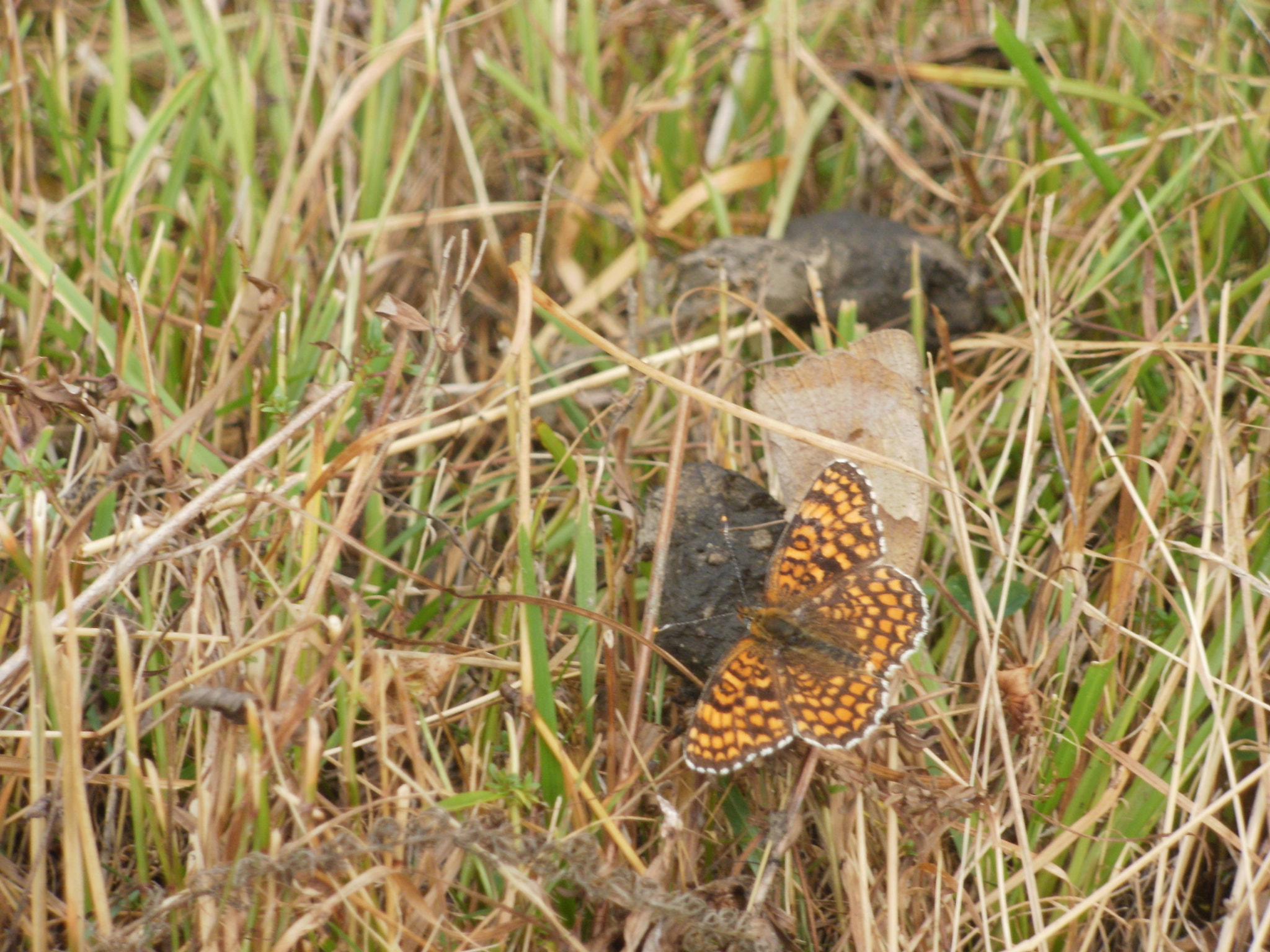 Olympus FE46,X41,X42 sample photo. Butterfly photography