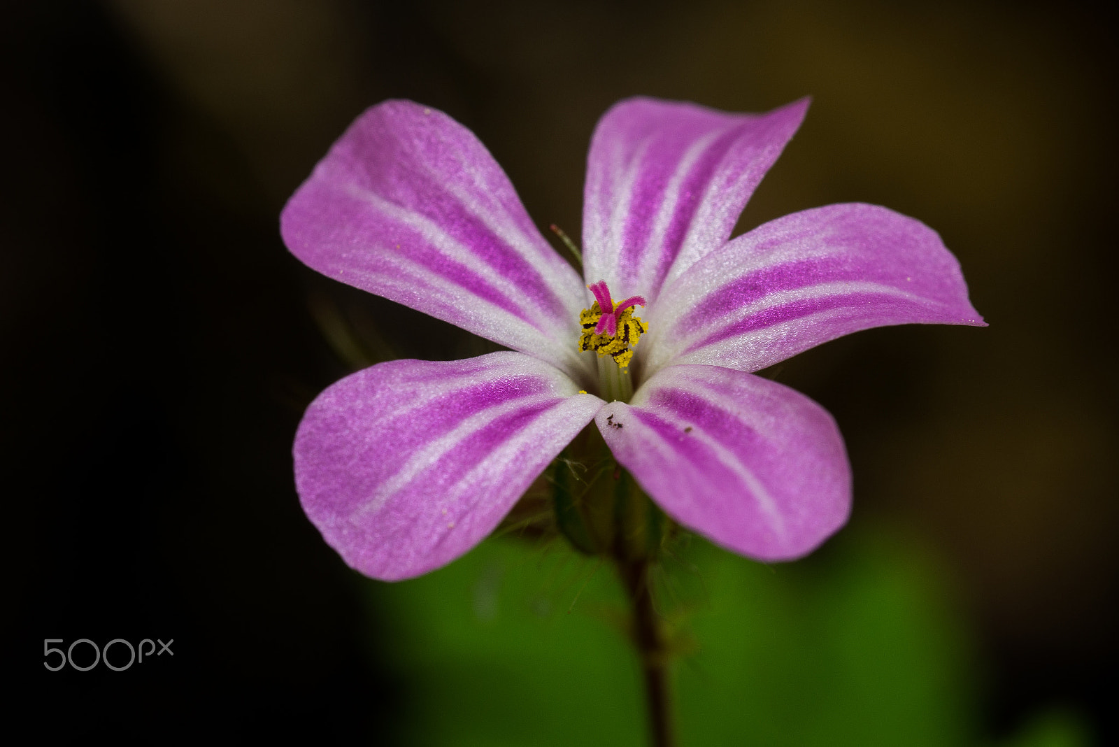 Olympus M.Zuiko Digital ED 60mm F2.8 Macro sample photo. Ruprechtskraut (geranium robertianum) photography