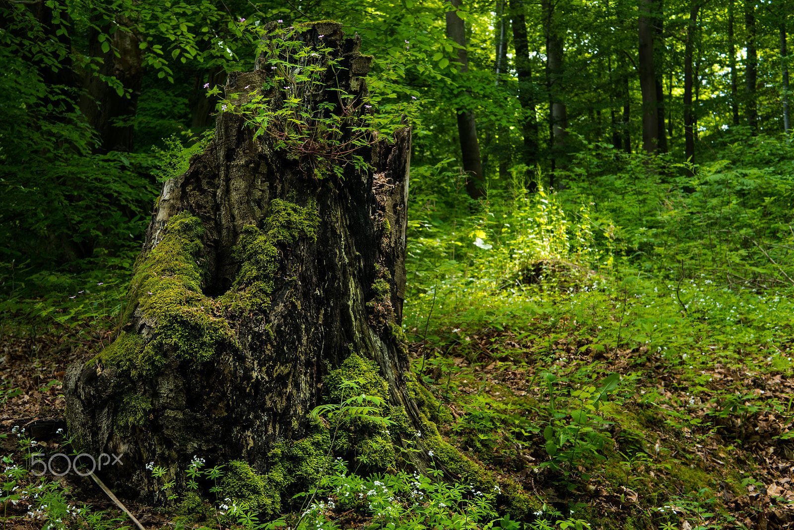 Panasonic Lumix DMC-GX7 + LUMIX G 25/F1.7 sample photo. Habichtswald photography