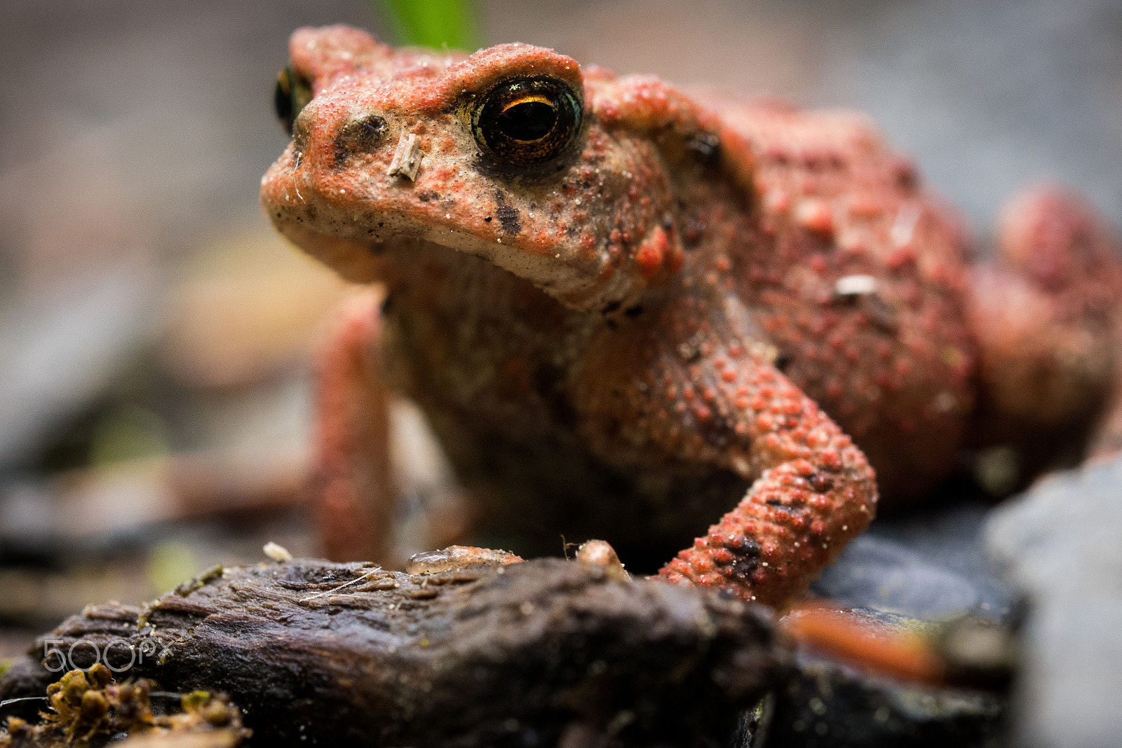 Olympus M.Zuiko Digital ED 60mm F2.8 Macro sample photo. Erdkröte (bufo bufo) photography