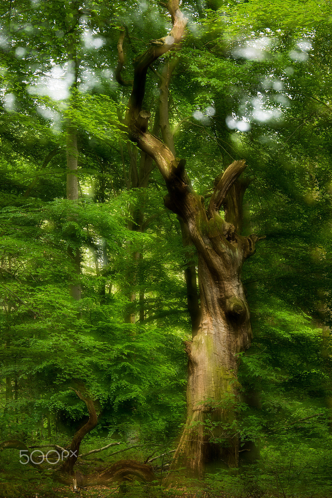 Panasonic Lumix G X Vario 35-100mm F2.8 OIS sample photo. Habichtswald - hutebaum photography