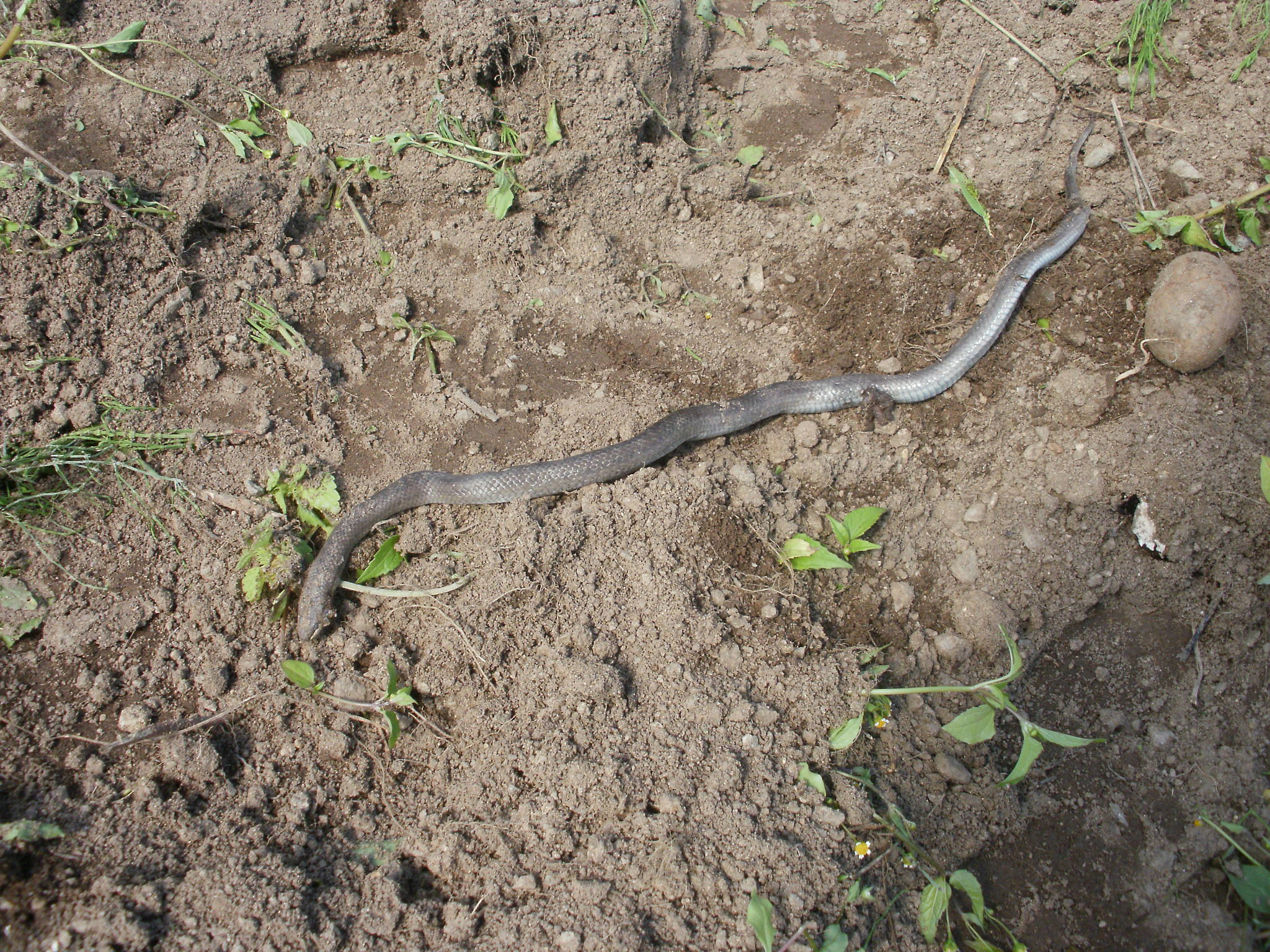 Olympus FE46,X41,X42 sample photo. Snake photography