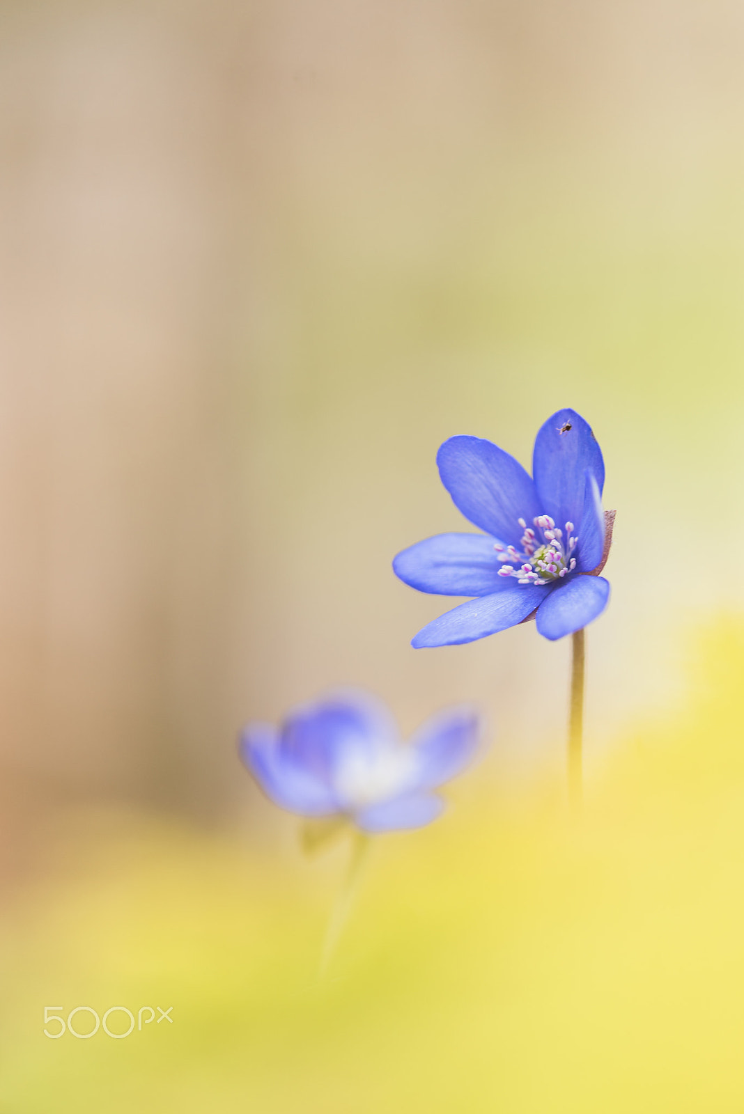 Sigma 150mm F2.8 EX DG Macro HSM sample photo. Anemone hepatica photography