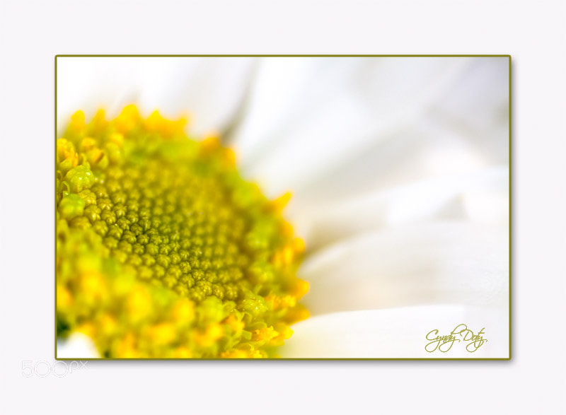 Sigma 70mm F2.8 EX DG Macro sample photo. Untitled photography