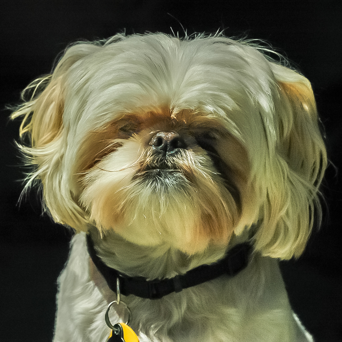 Nikon D70 + AF Zoom-Nikkor 28-200mm f/3.5-5.6G IF-ED sample photo. Dog portrait photography