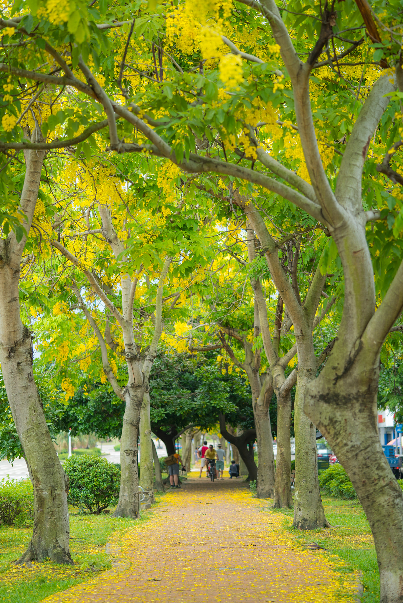 Sony a7S + Sony FE 90mm F2.8 Macro G OSS sample photo. Golden shower tree photography