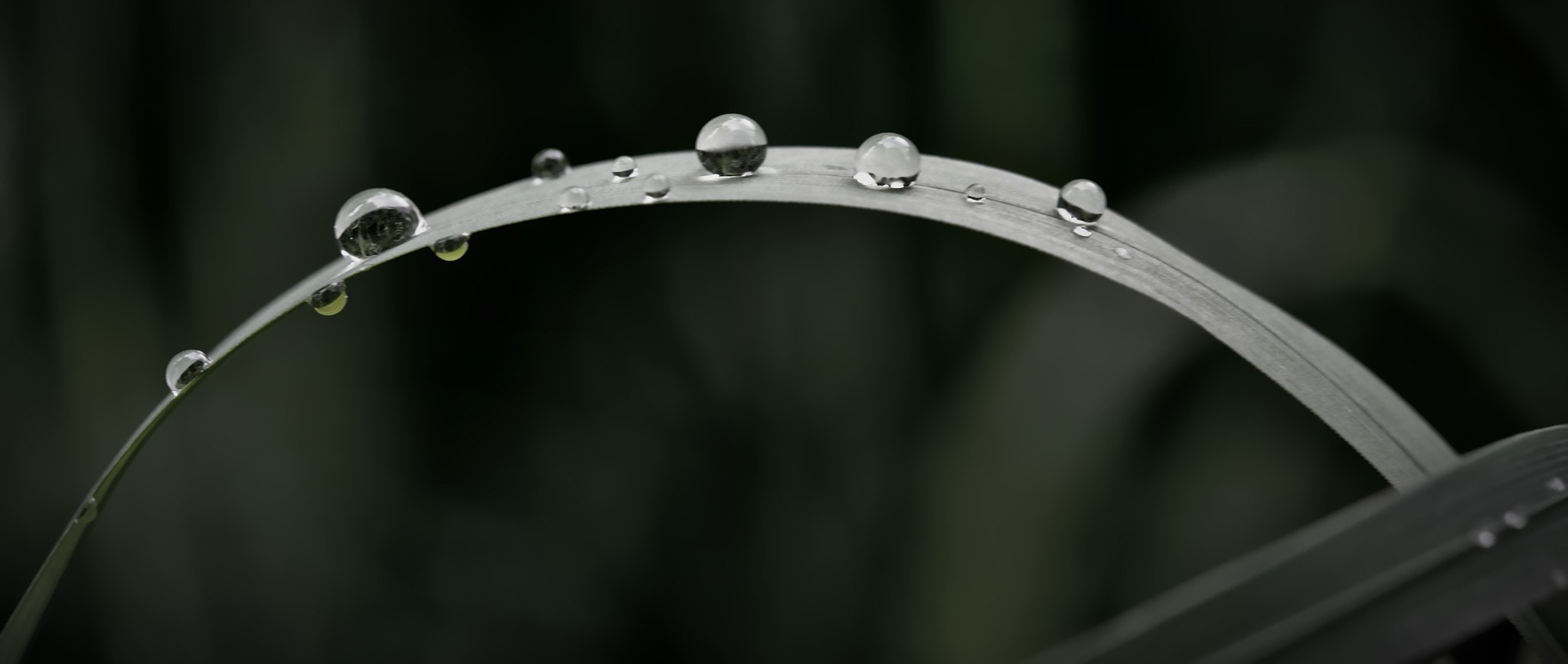 Nikon AF-S Micro-Nikkor 60mm F2.8G ED sample photo. Macro photography