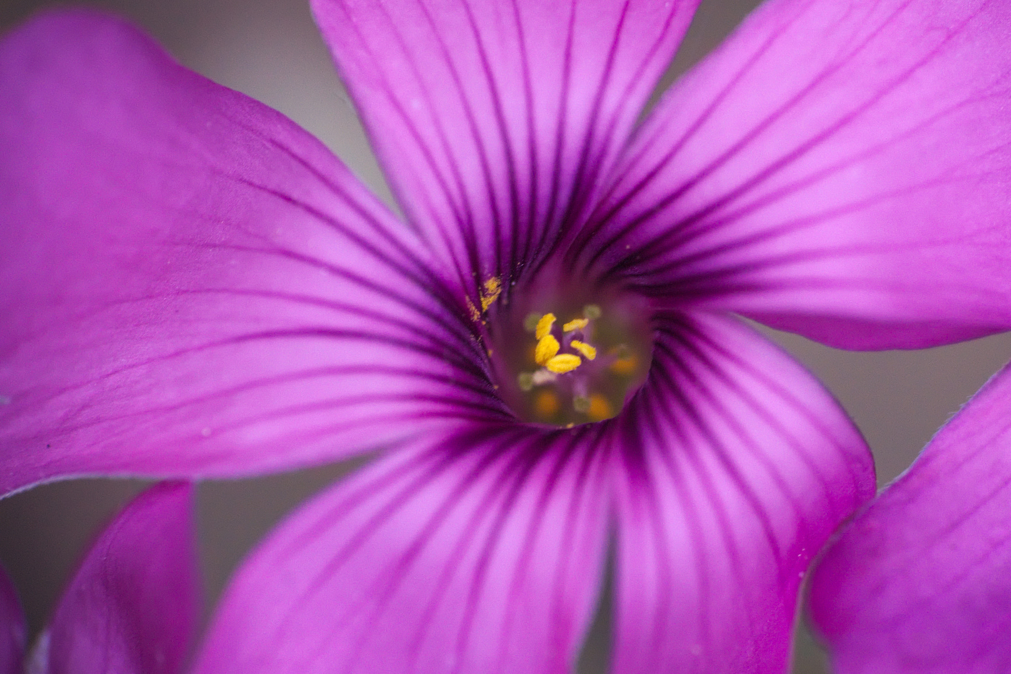 Sigma 70-300mm F4-5.6 DL Macro sample photo. Floral vortex photography