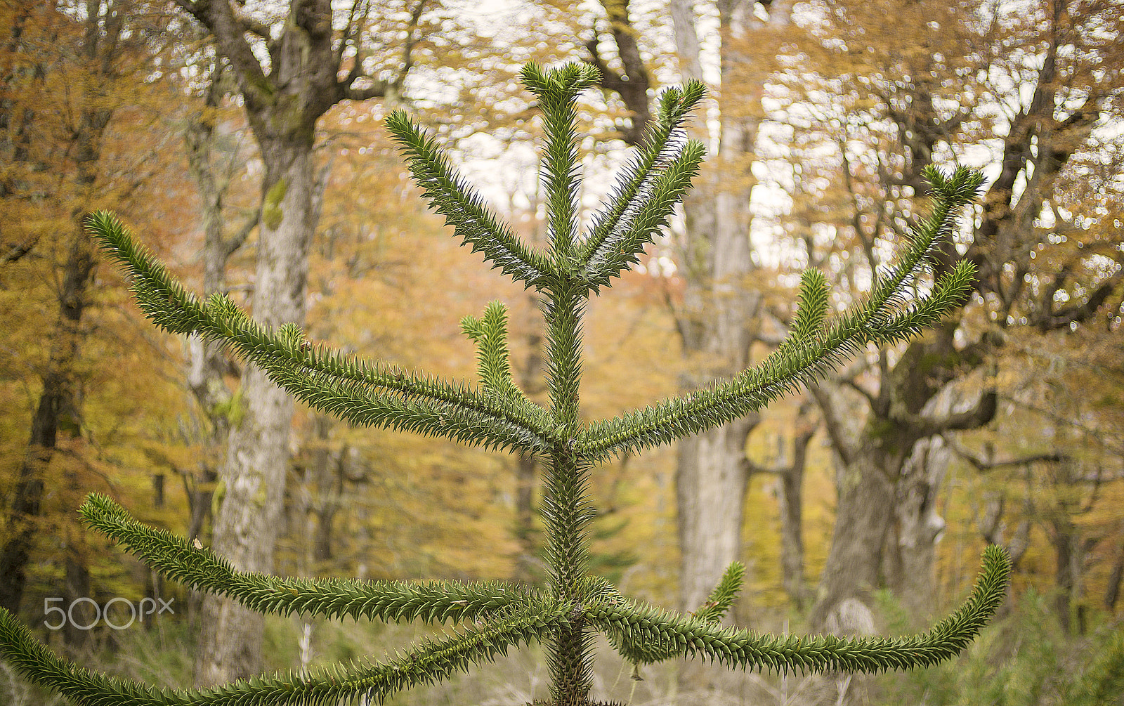 50mm F1.8 sample photo. Young araucaria tree photography