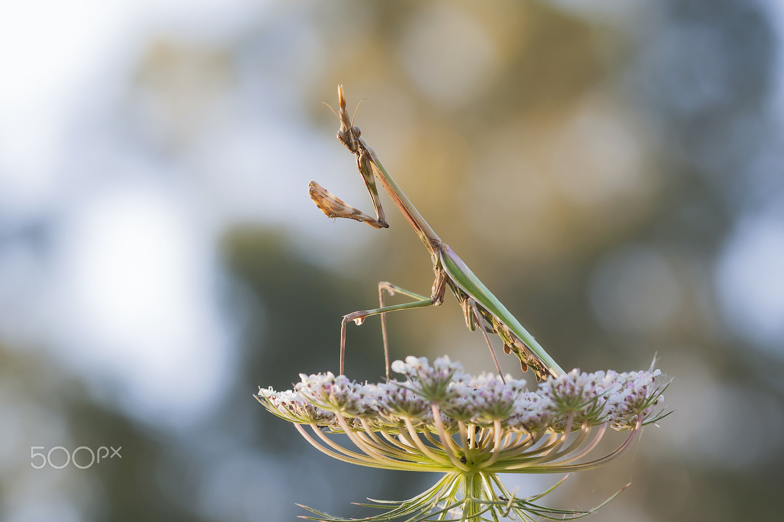 Canon EF 100mm F2.8 Macro USM sample photo. 20160521 doñana - 231 photography