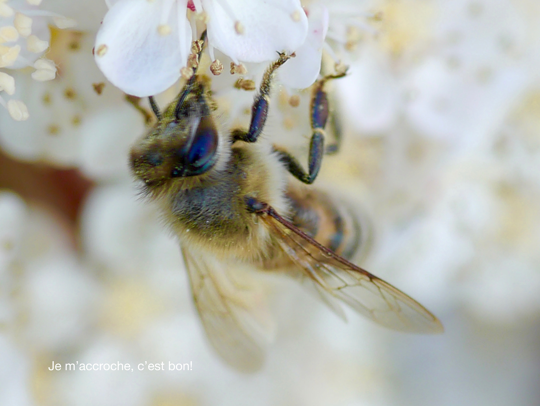 Panasonic Lumix DMC-GX1 + Panasonic Lumix G Macro 30mm F2.8 ASPH Mega OIS sample photo. Elle s'accroche! photography