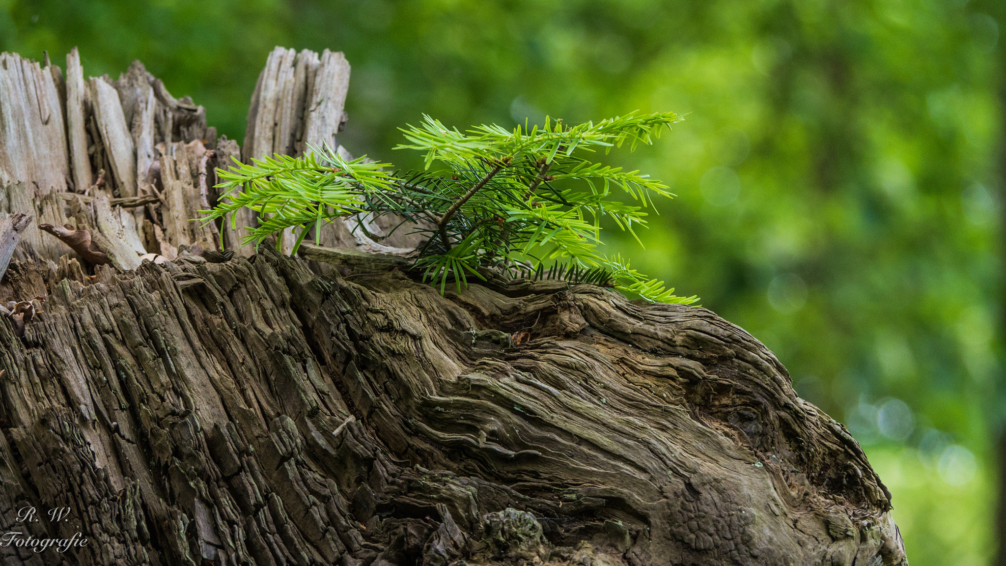 Panasonic Lumix DMC-GH3 sample photo. Frische triebe photography