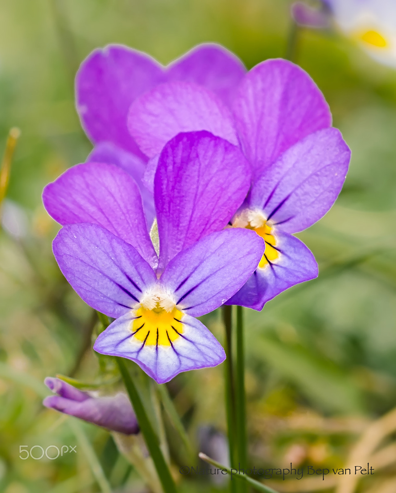 Nikon D7000 + Sigma 50mm F2.8 EX DG Macro sample photo. Dune pansy; all are in bloom photography
