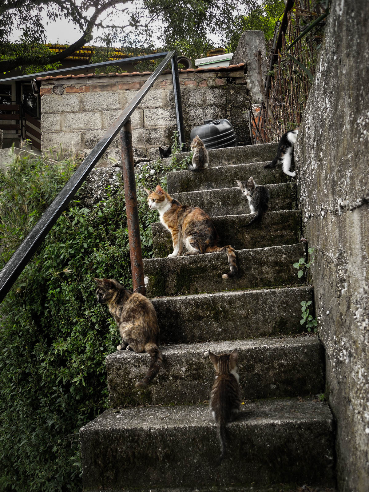 Samsung ES20/ VLUU ES20/  SL35 sample photo. Stairway to heaven photography